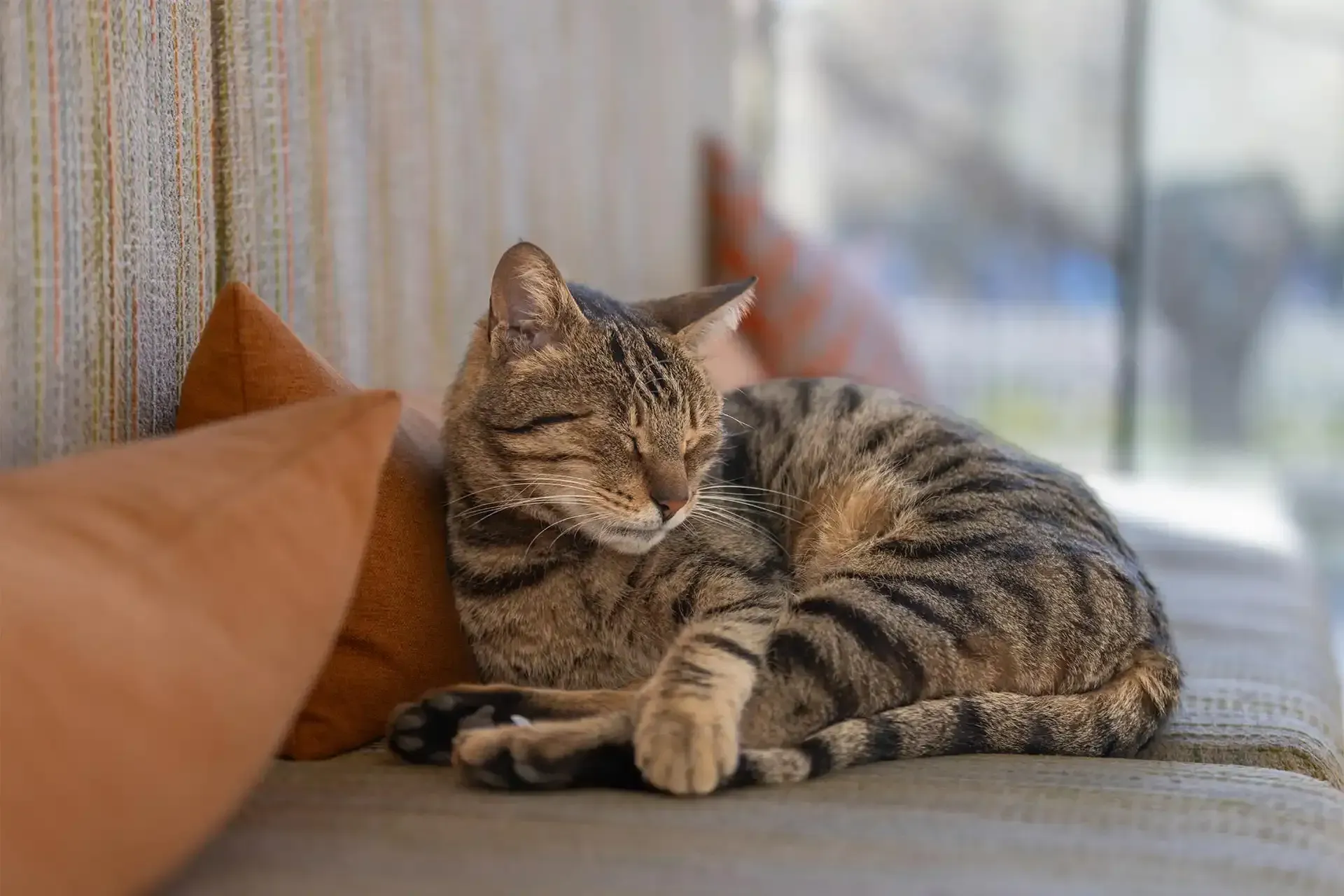 A cat curled up asleep