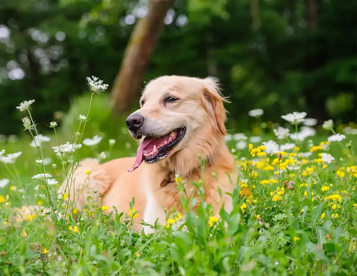 A dog with its tongue hanging out