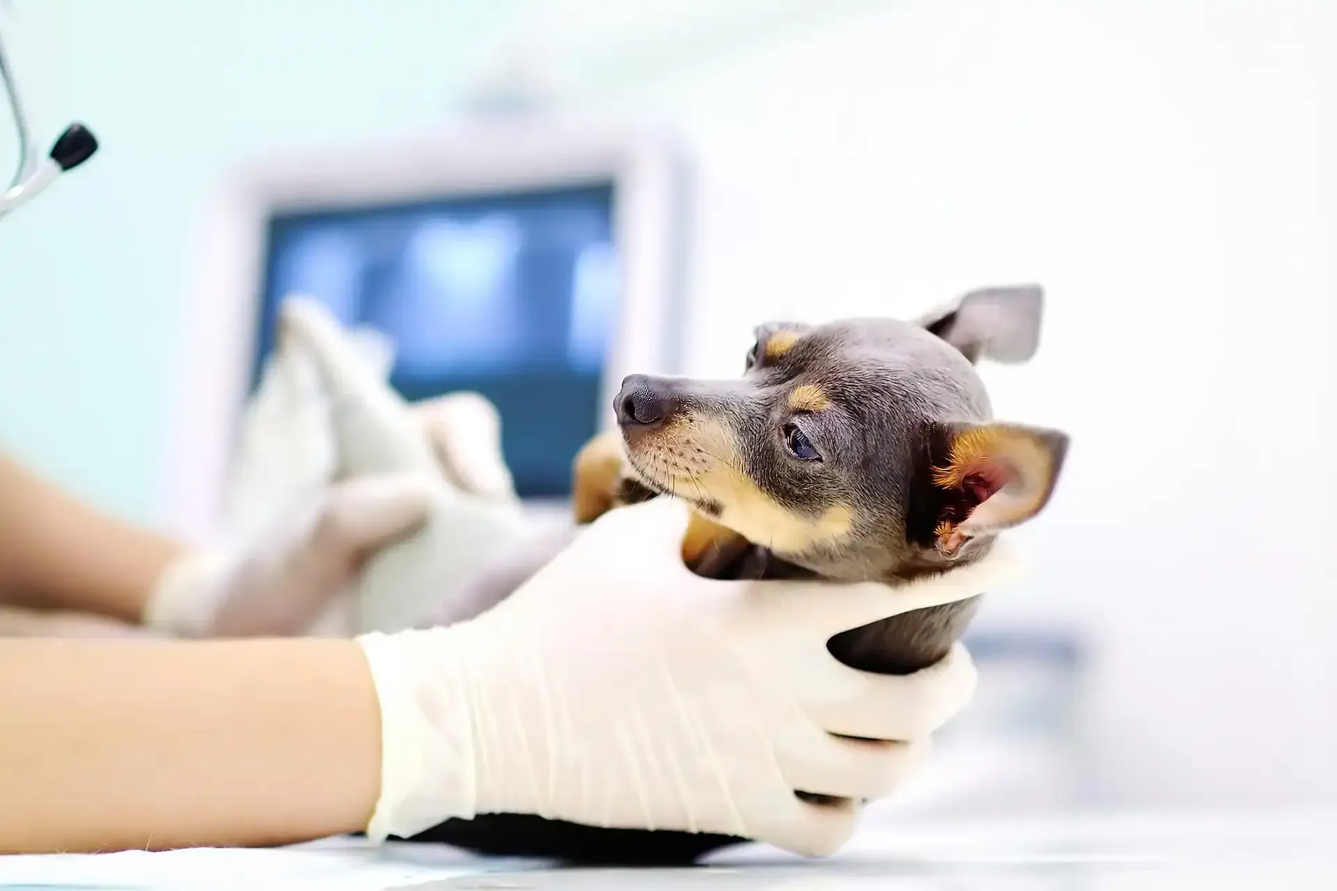 A dog being given ultrasound