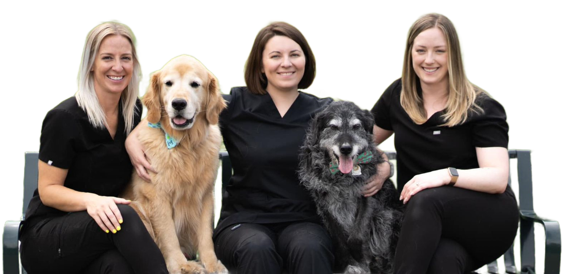 The Neighborhood Vets owners and DVMs with their dogs.