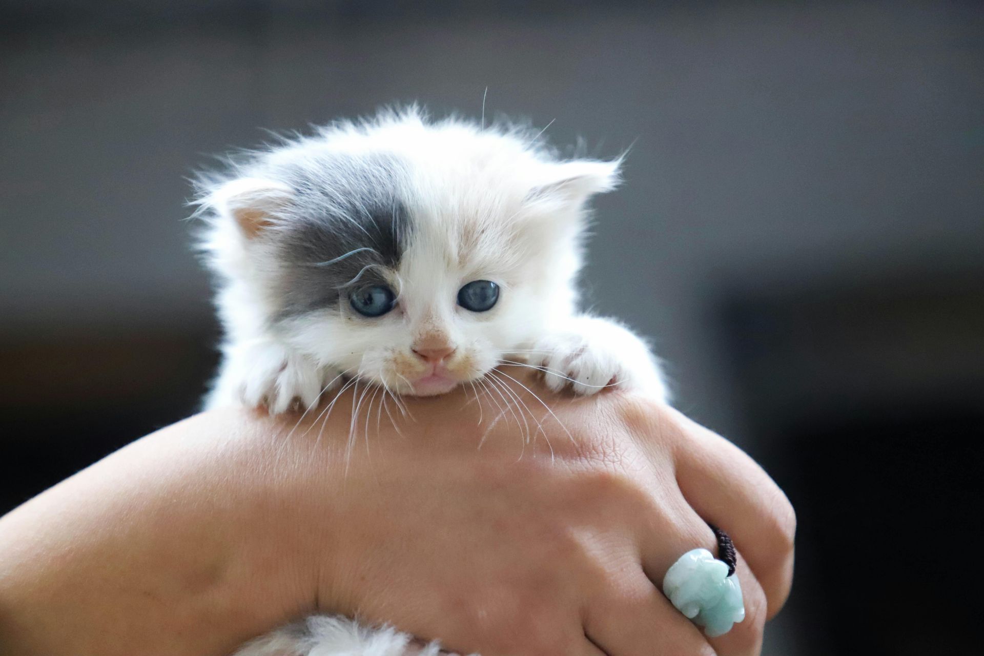 Fluffy white kitten with grey spot clinging to a hand.