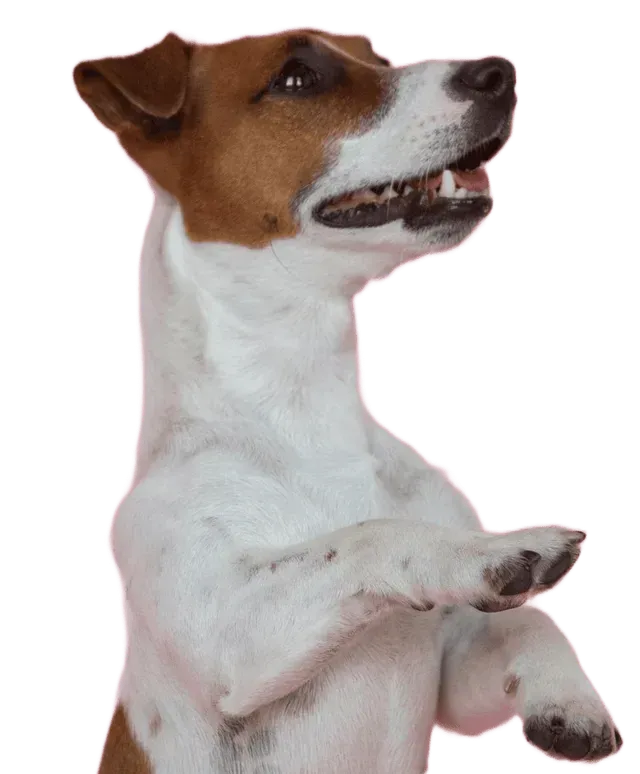 Jack Russell terrier, brown and white, standing up, paw raised.