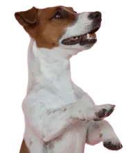 Jack Russell terrier, brown and white, standing up, paw raised.