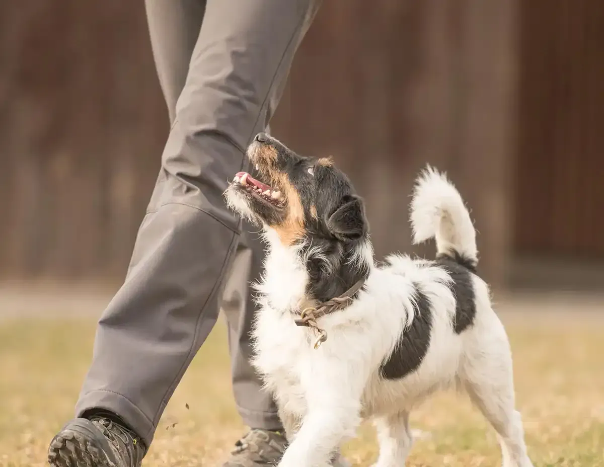 A dog being trained