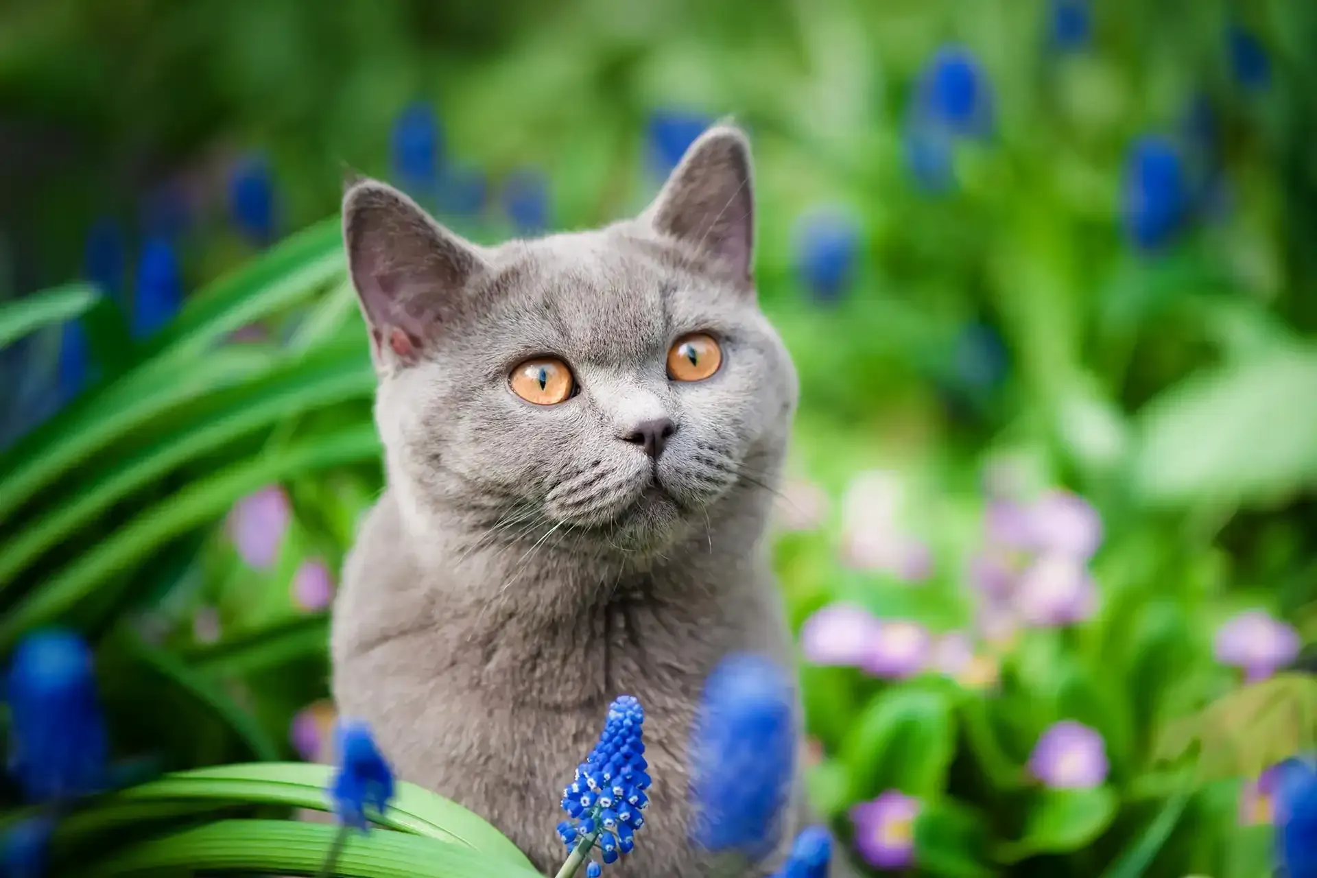 A grey cat in a patch of flowers