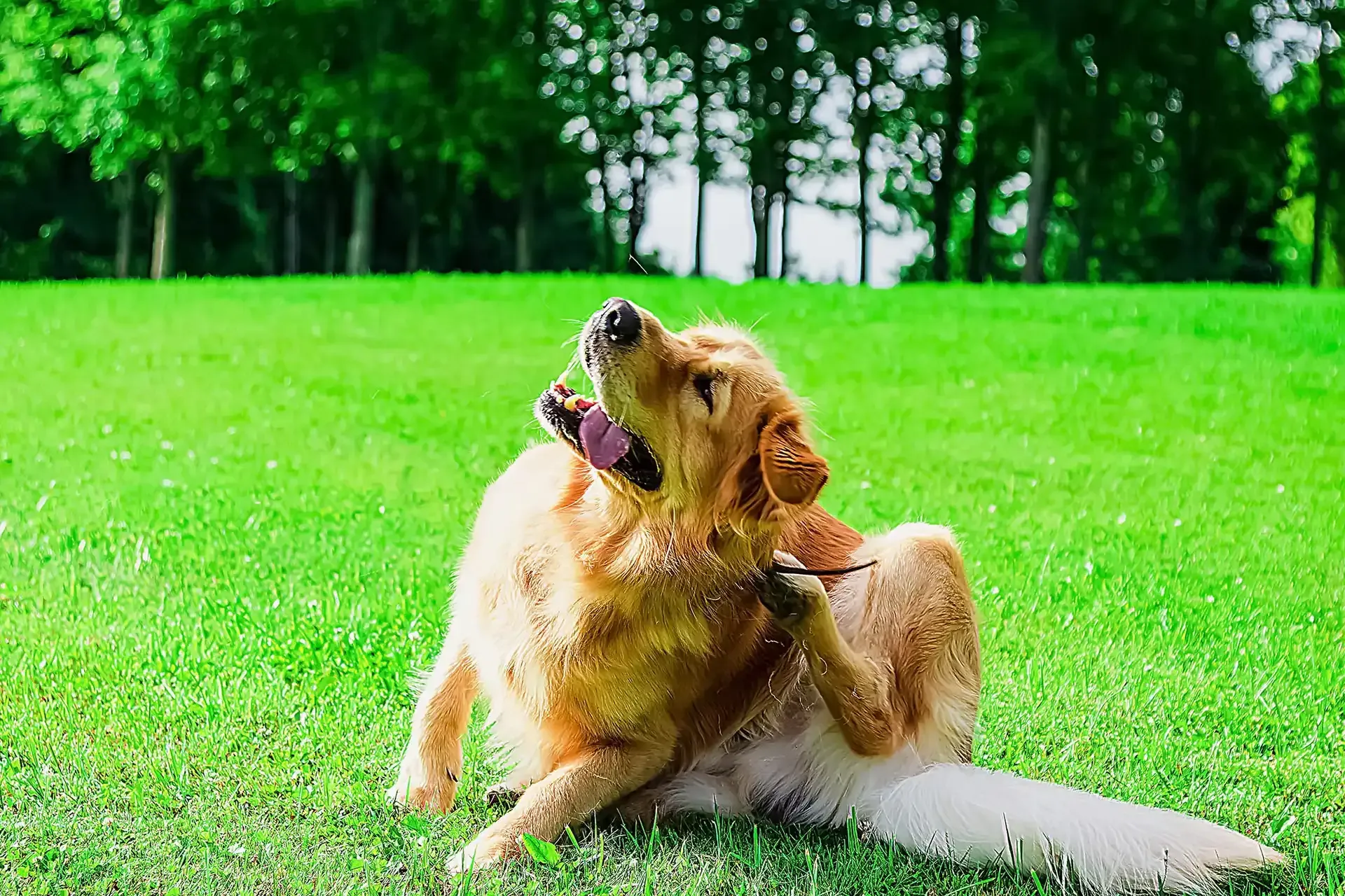 A golden retriever scratching