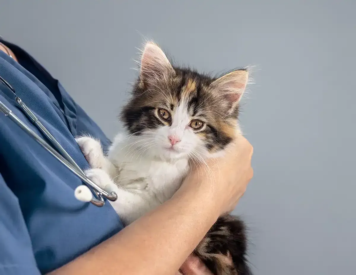 A kitten being held