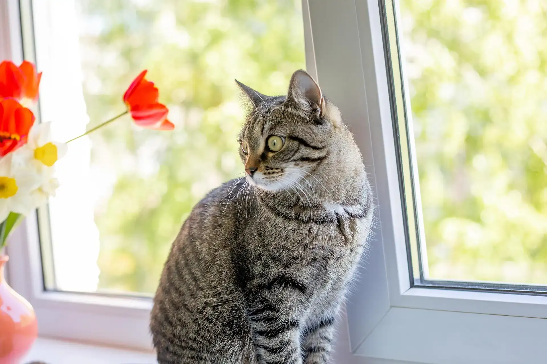 A cat sitting in the window