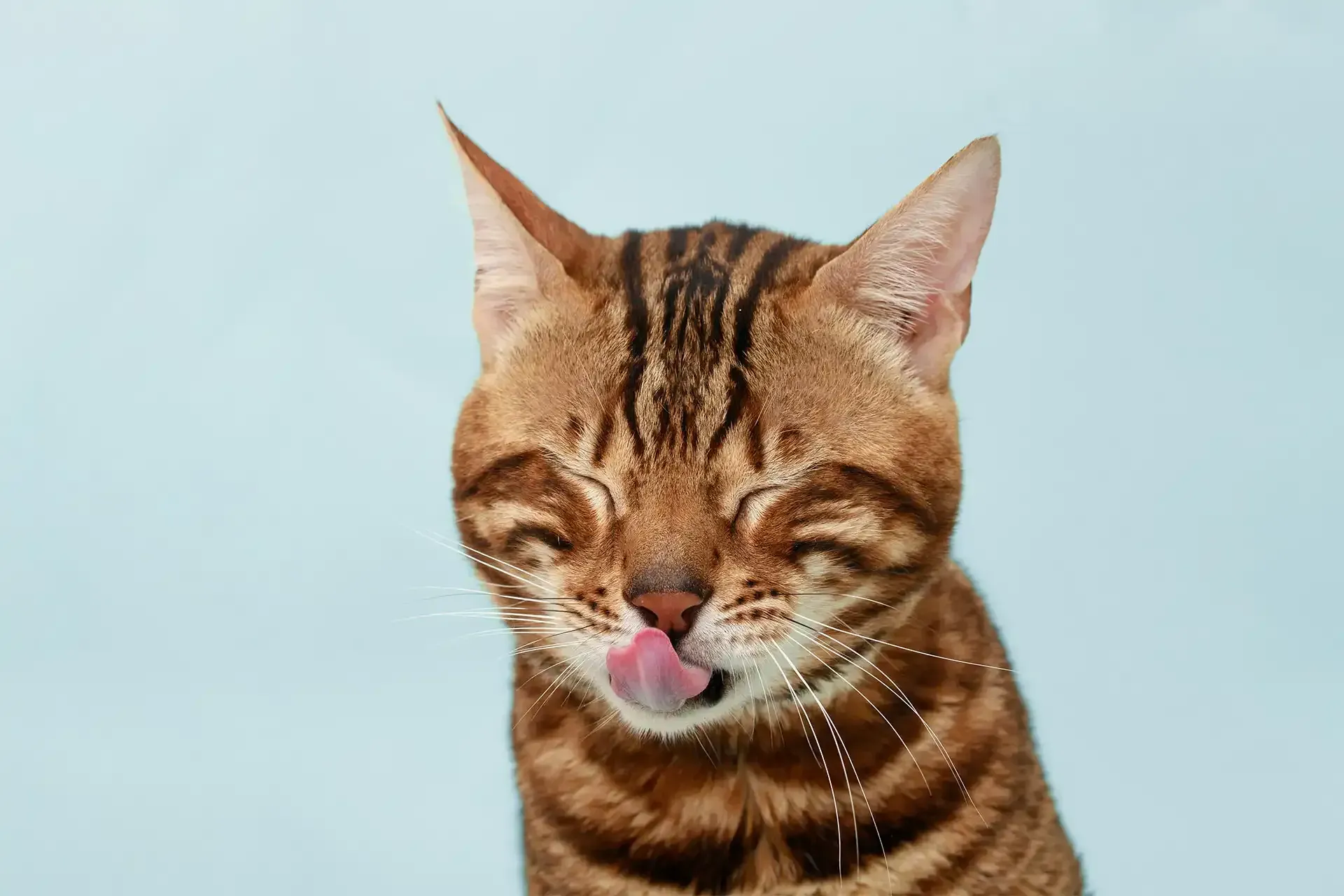 A cat licking its lips