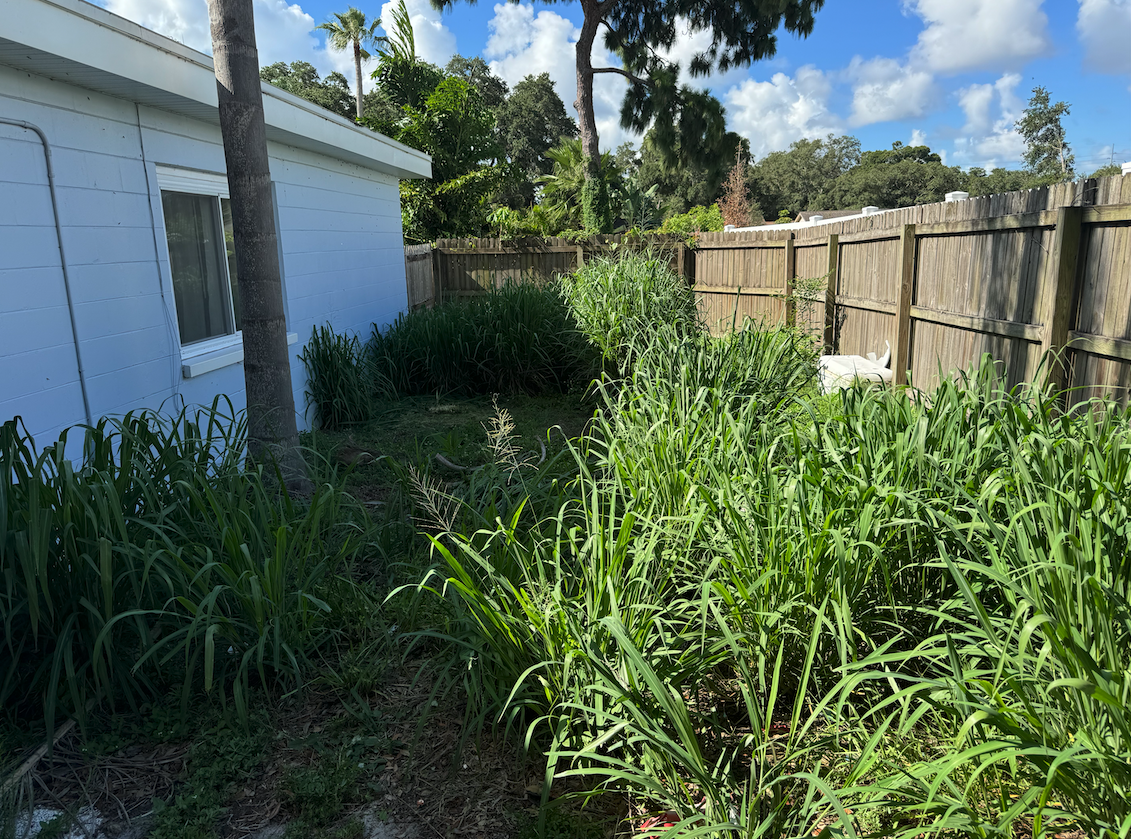 Shrub and tree maintenance in Dunedin and Clearwater