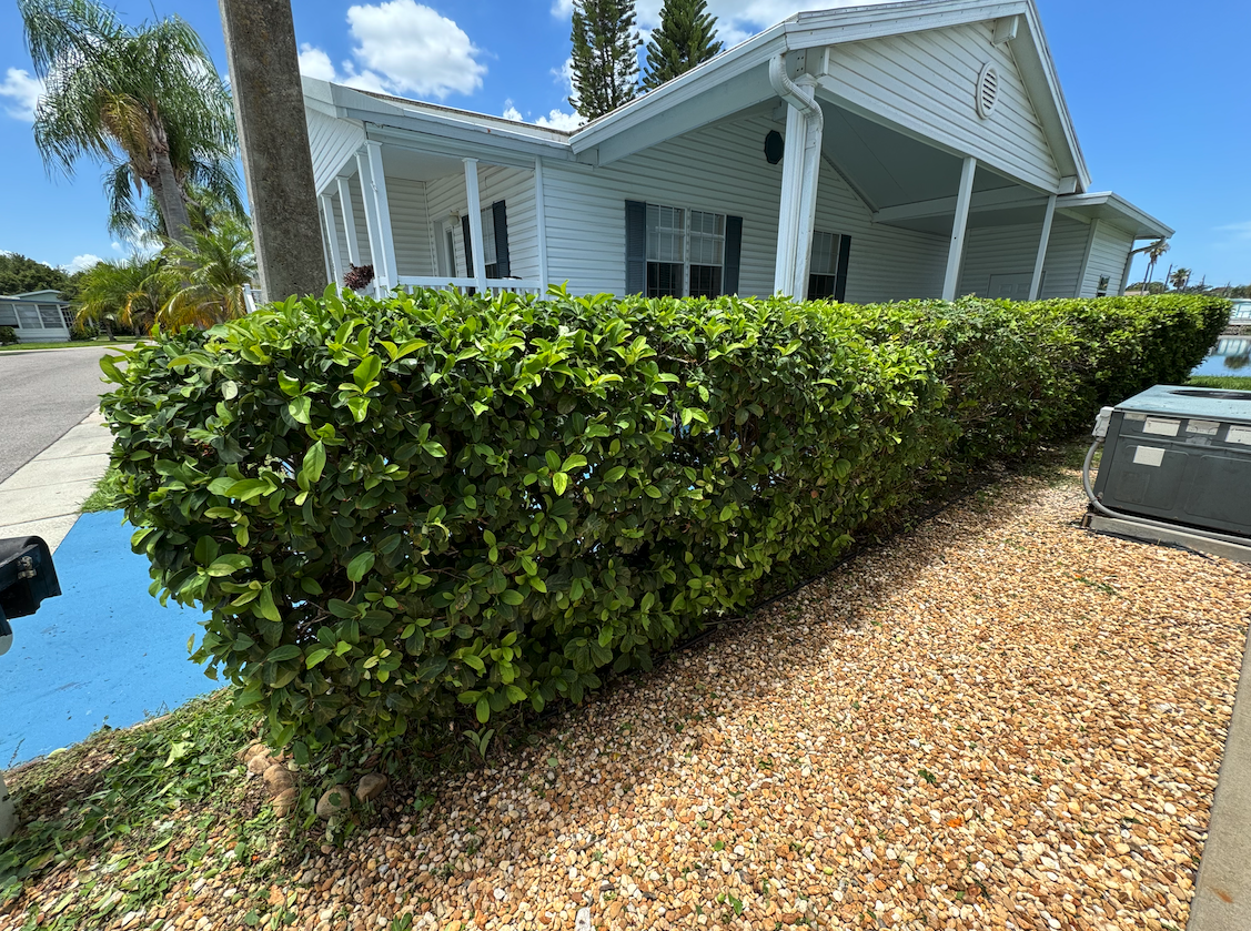 Healthy shrubs with expert trimming in Clearwater, FL