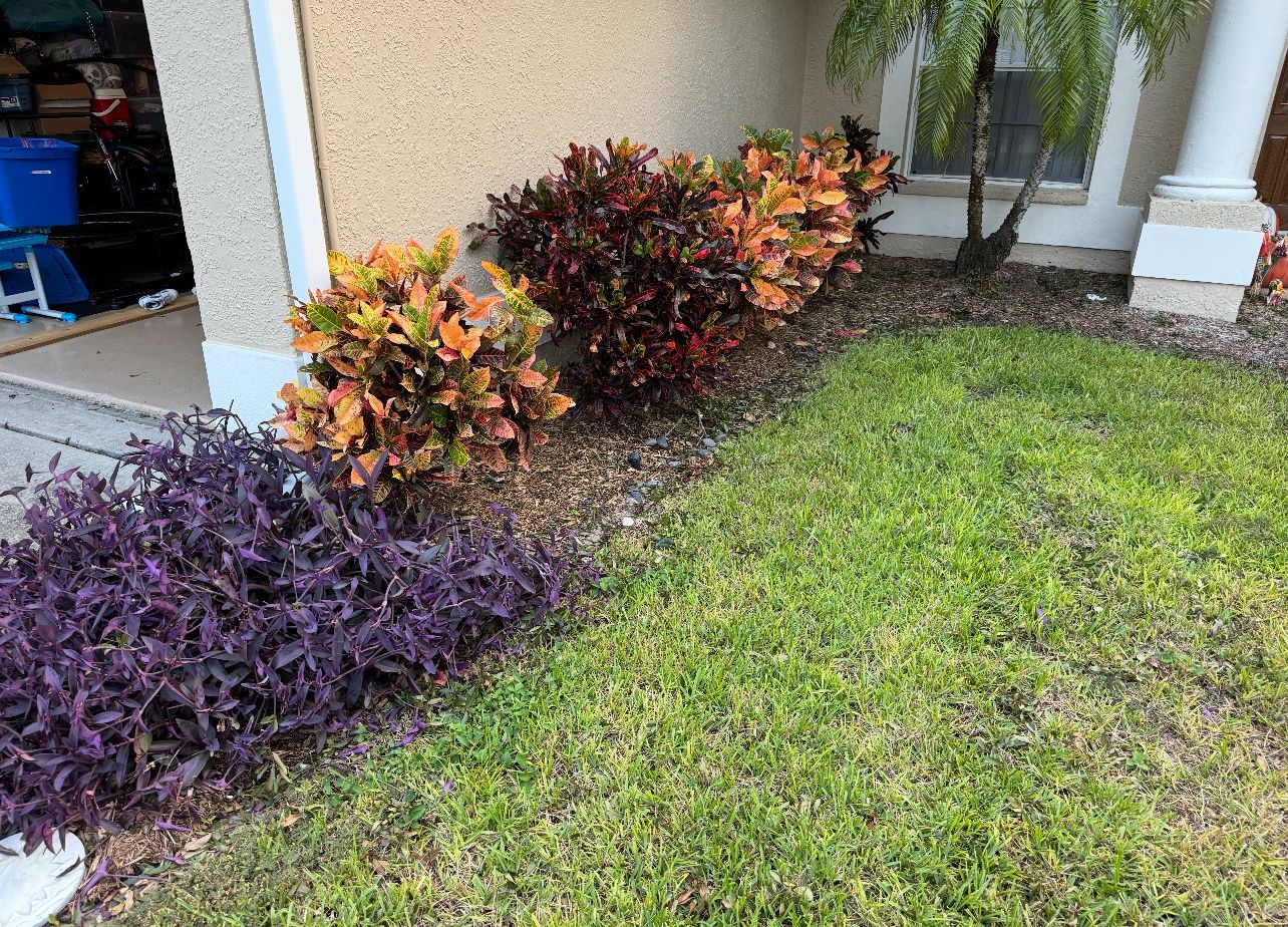 Affordable lawn care Dunedin and Clearwater FL