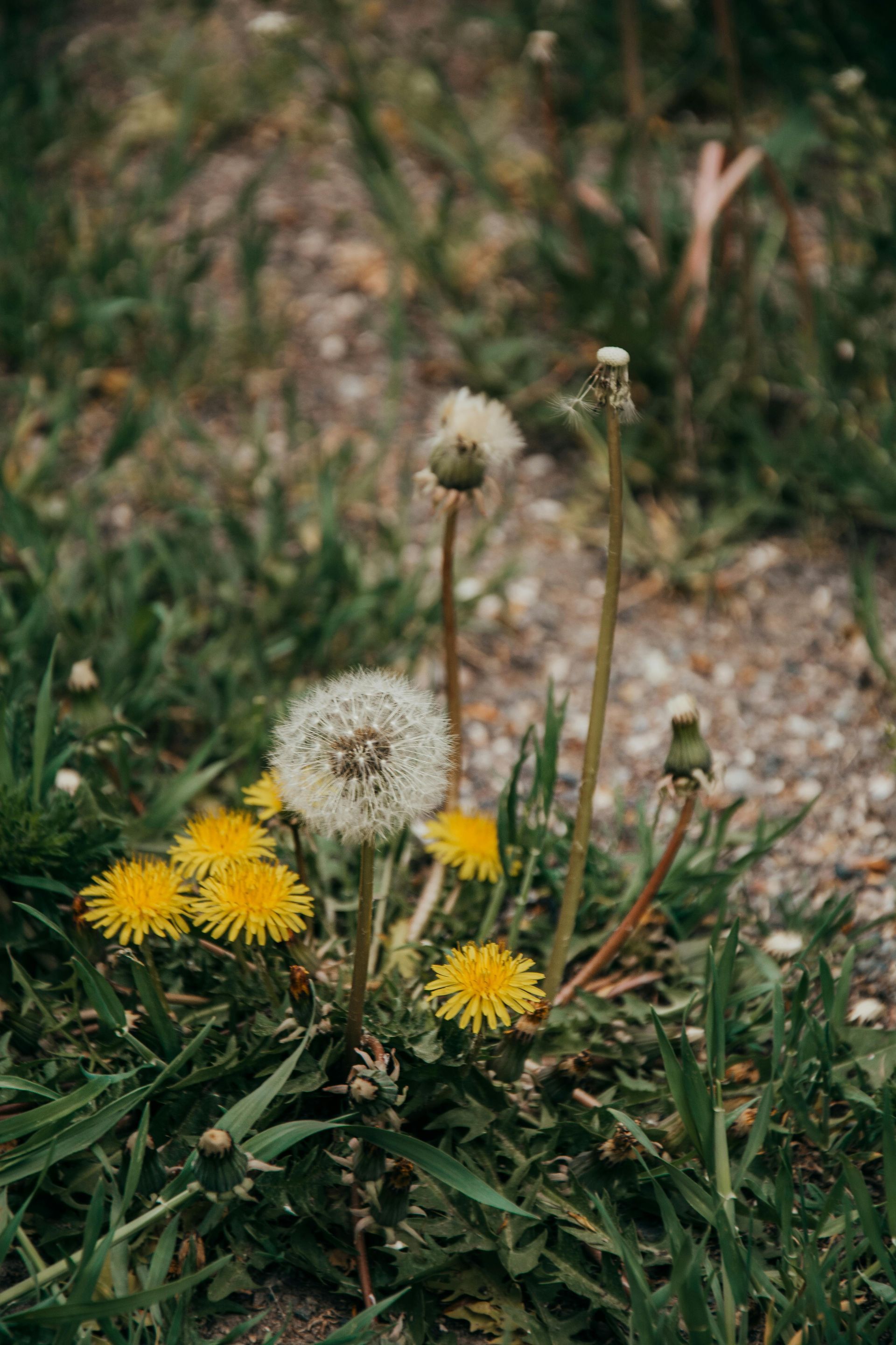 Well-maintained, weed-free garden bed by MOW-N-BLOW Lawn Care in Dunedin, FL