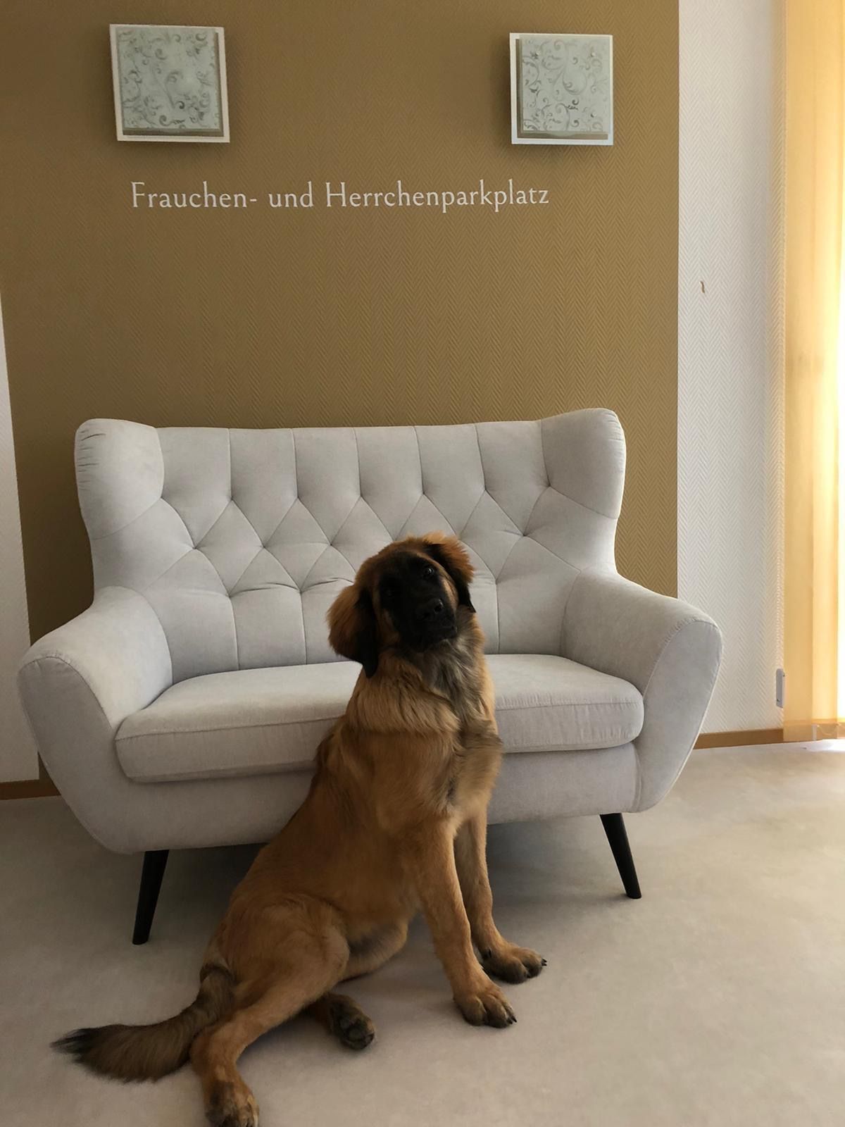 Ein Hund sitzt vor einem weißen Sofa und blickt nach oben. Braunes und hellbraunes Fell