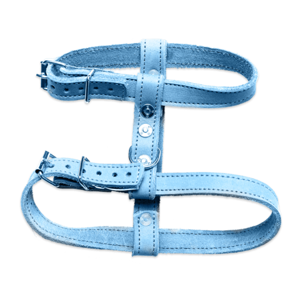 Hellblaues Leder-Hundegeschirr mit zwei Schlaufen und Riemen, die mit Schnallen befestigt werden.
