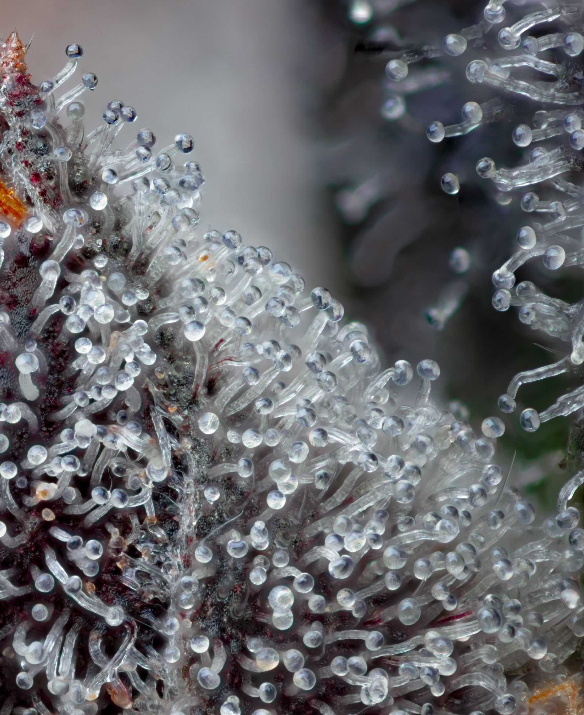 Close-up of a plant bud covered in translucent, bead-like structures, possibly trichomes.
