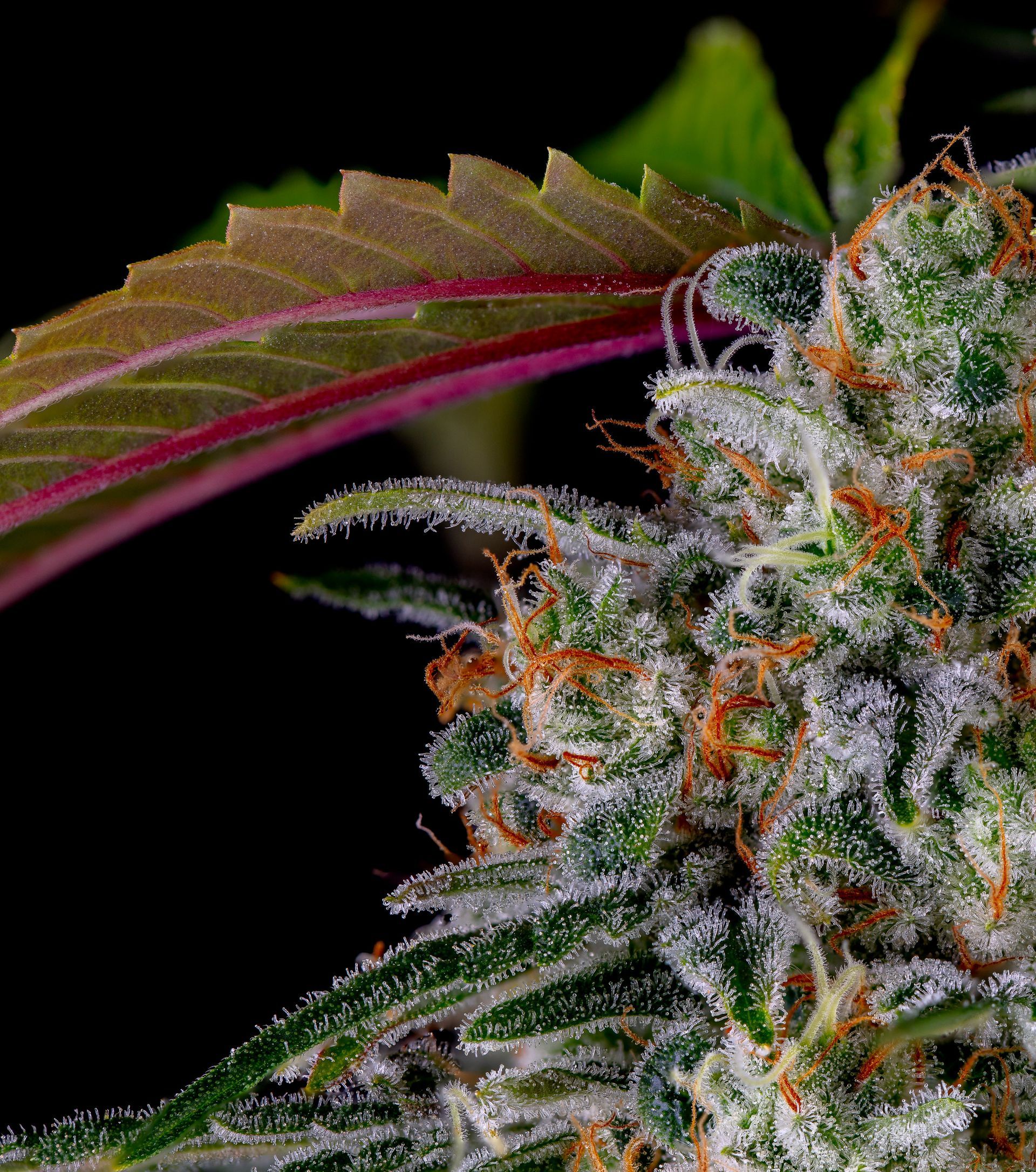 Close-up of a cannabis bud with orange hairs and frosty trichomes, against a dark background.