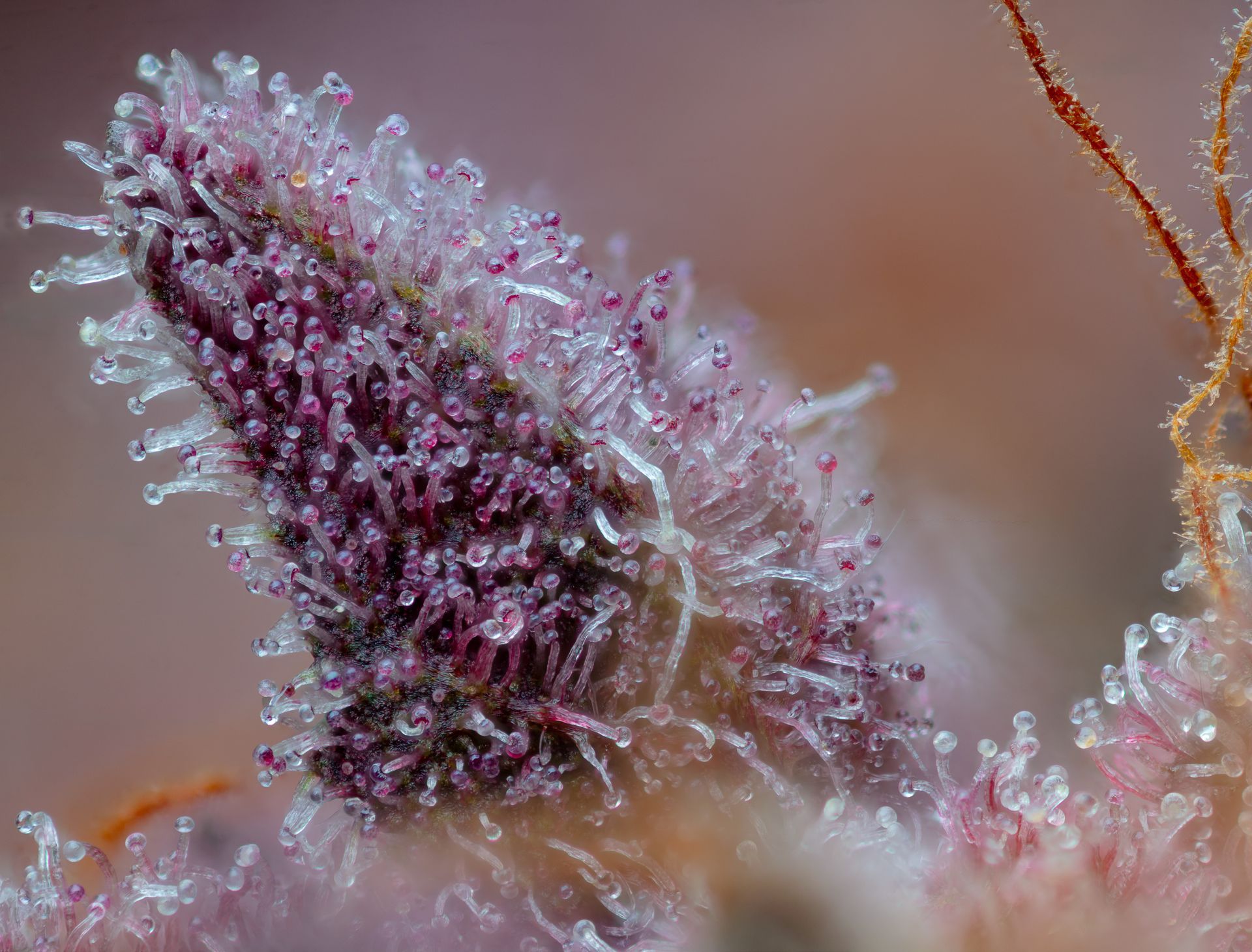 Close-up of purple cannabis bud covered in trichomes, glistening with droplets.