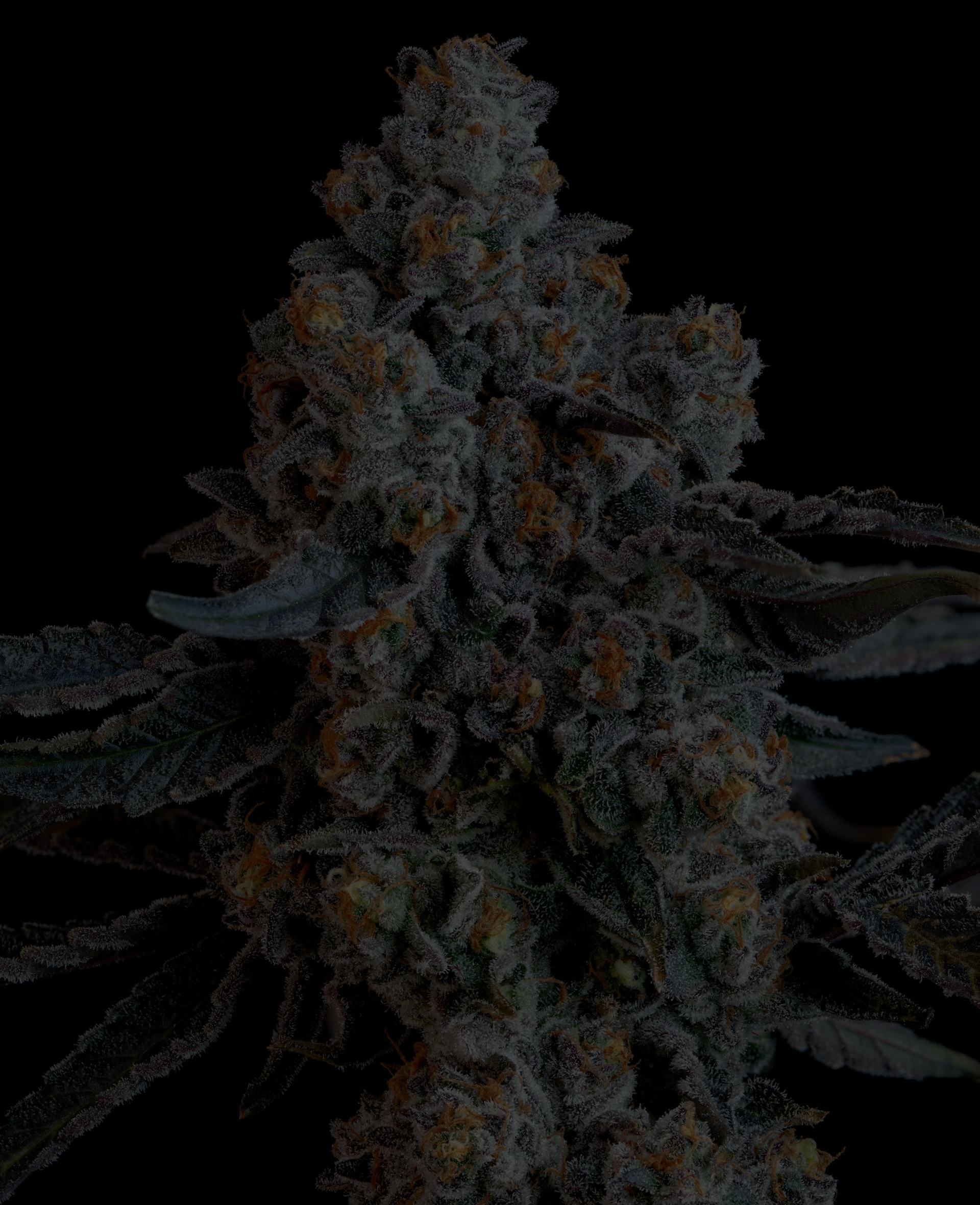 Cannabis bud, close-up. Dark, dense with orange hairs and frosty trichomes on a black background.