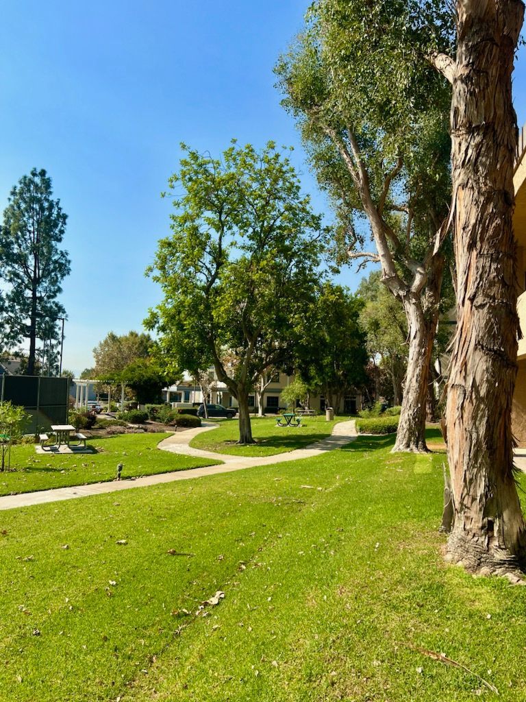 A lush green park with trees and a path.