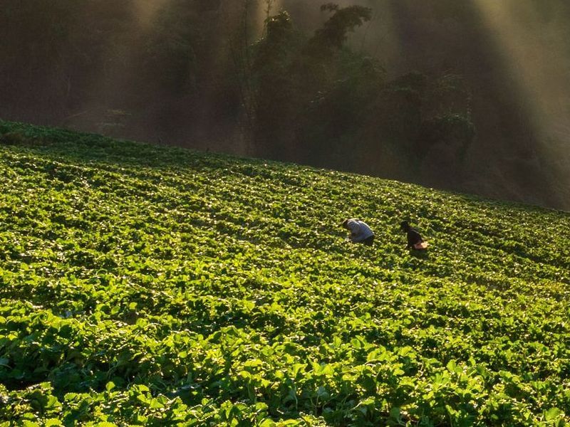 Dos personas están trabajando en un campo de plantas verdes.