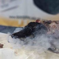 Image of aligator head with smoke surrounding it