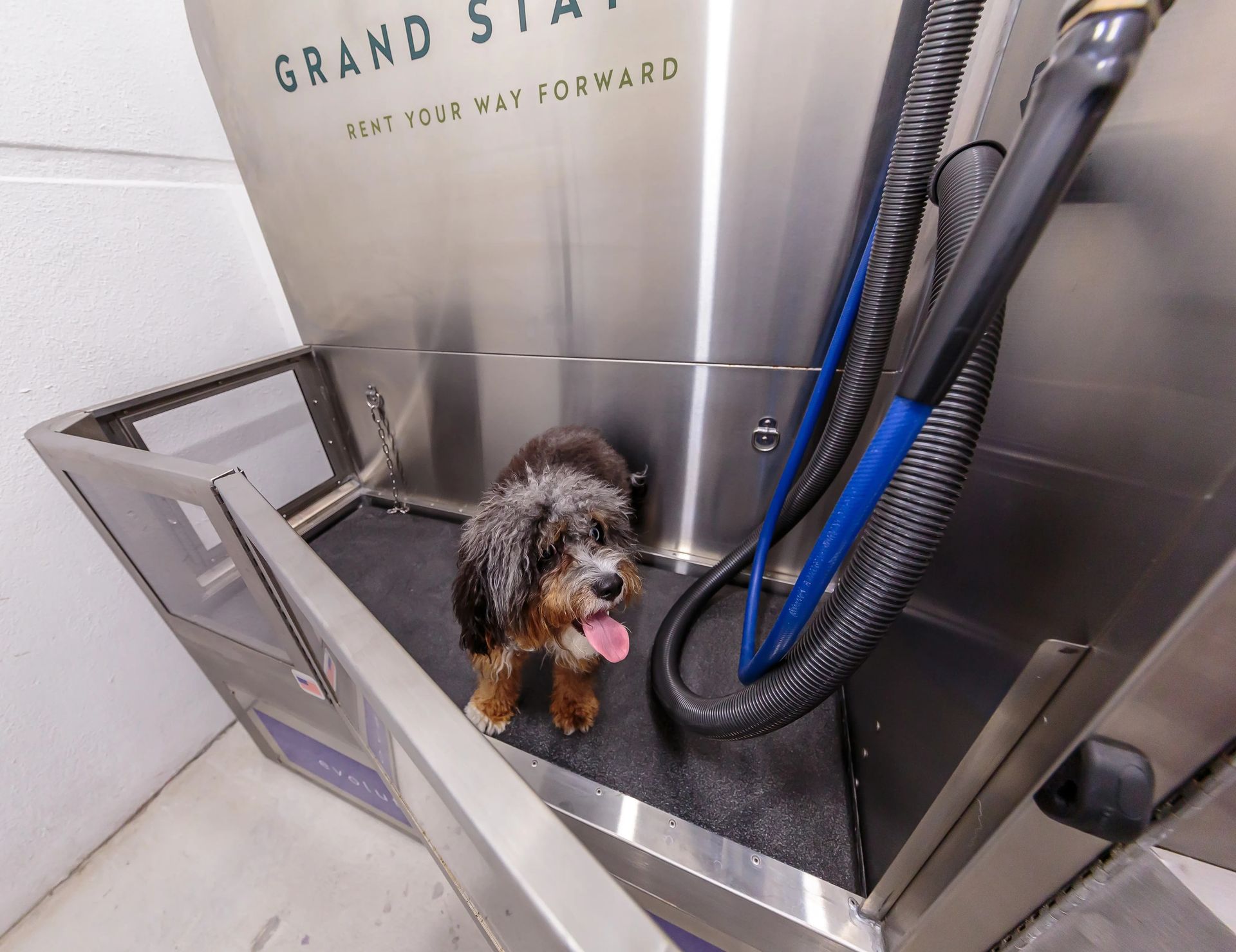 Dog in a self-serve dog wash at Grand Station. It has brown fur and is panting with its tongue out.