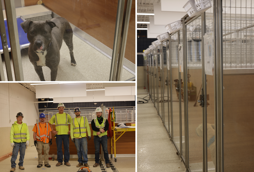 A group of construction workers are standing next to a dog in a cage.