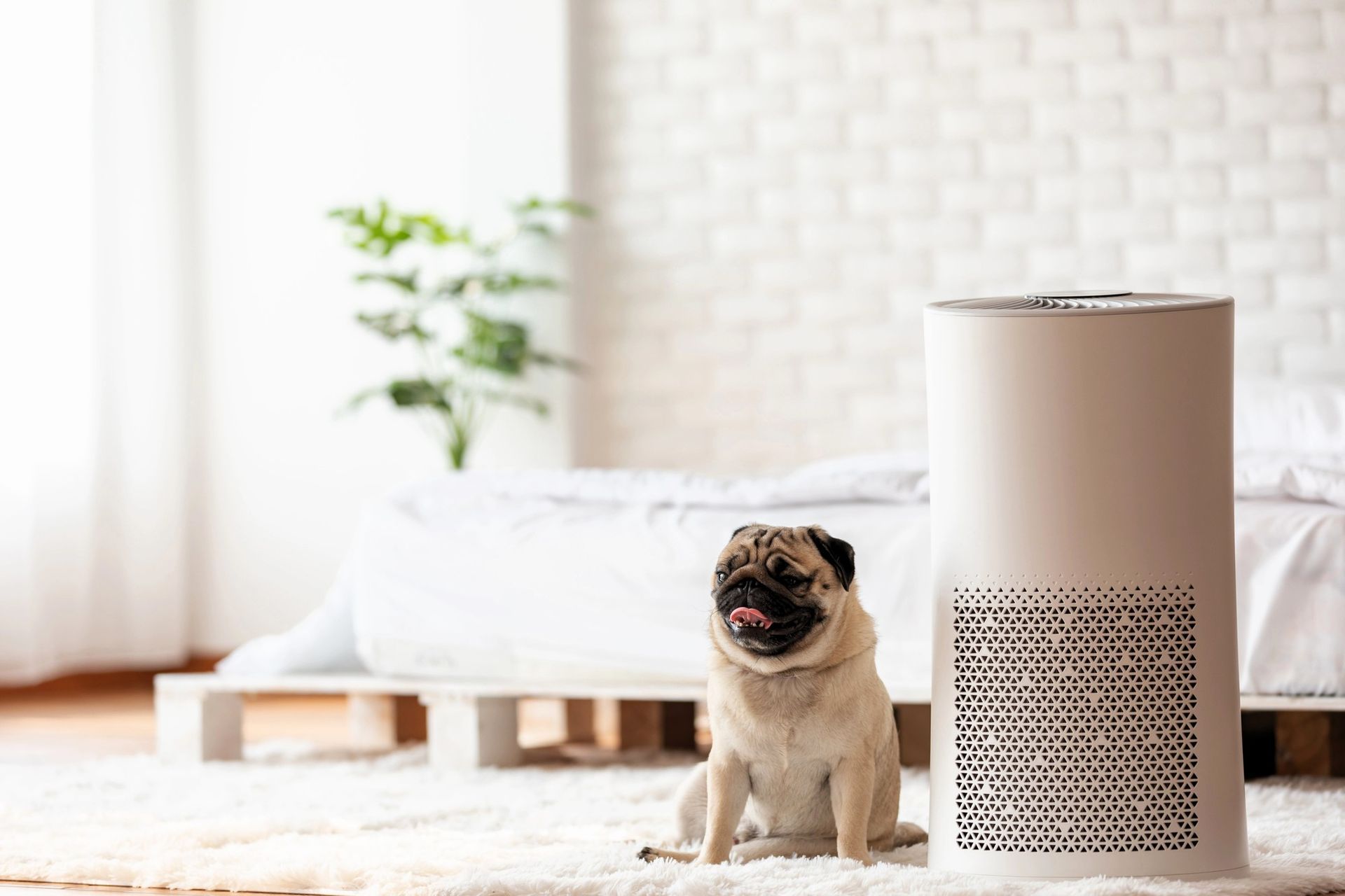 cheerful pug next to an air purifier in a cozy room