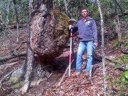 Land Surveying — A Very Unusual Tree In Johnson City, TN