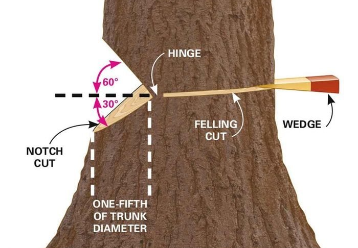 proper way to fell a tree