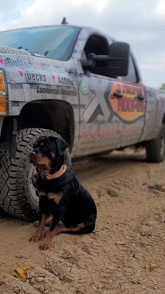 Rottweiler sits in front of a pickup truck with roofing company logos on it.