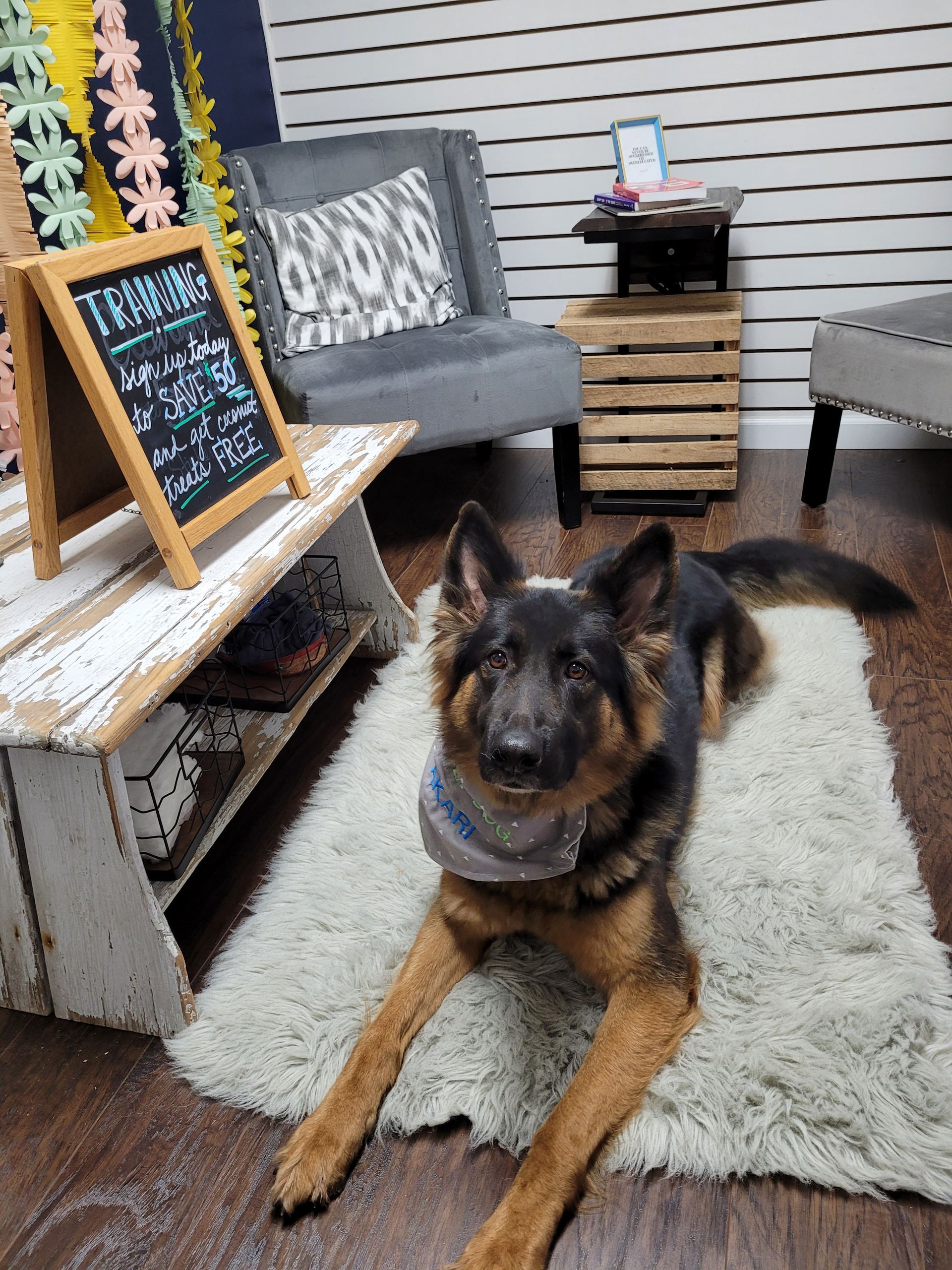 A german shepherd dog is laying on a rug in a living room.