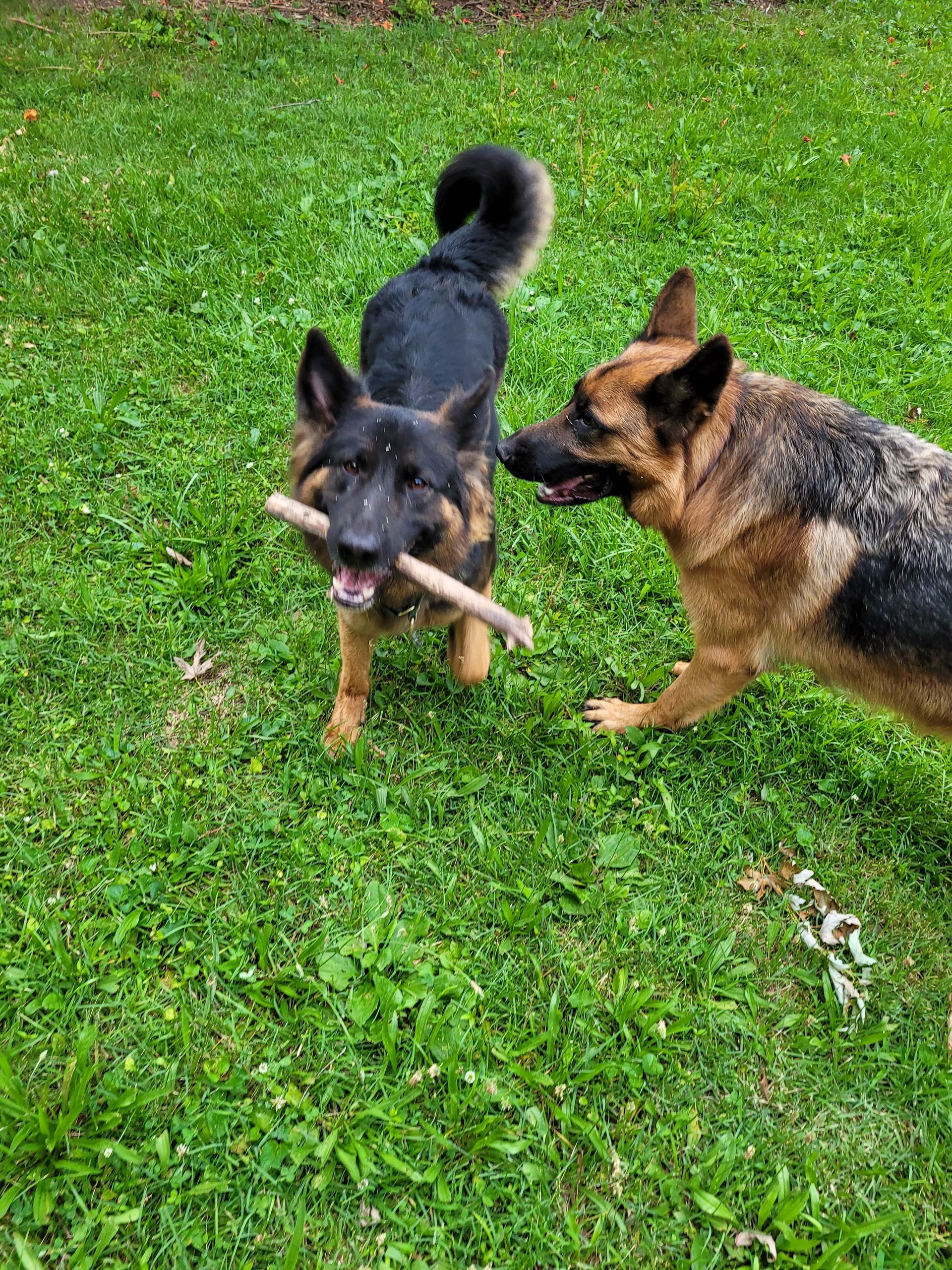 Two german shepherds are playing with a stick in the grass.