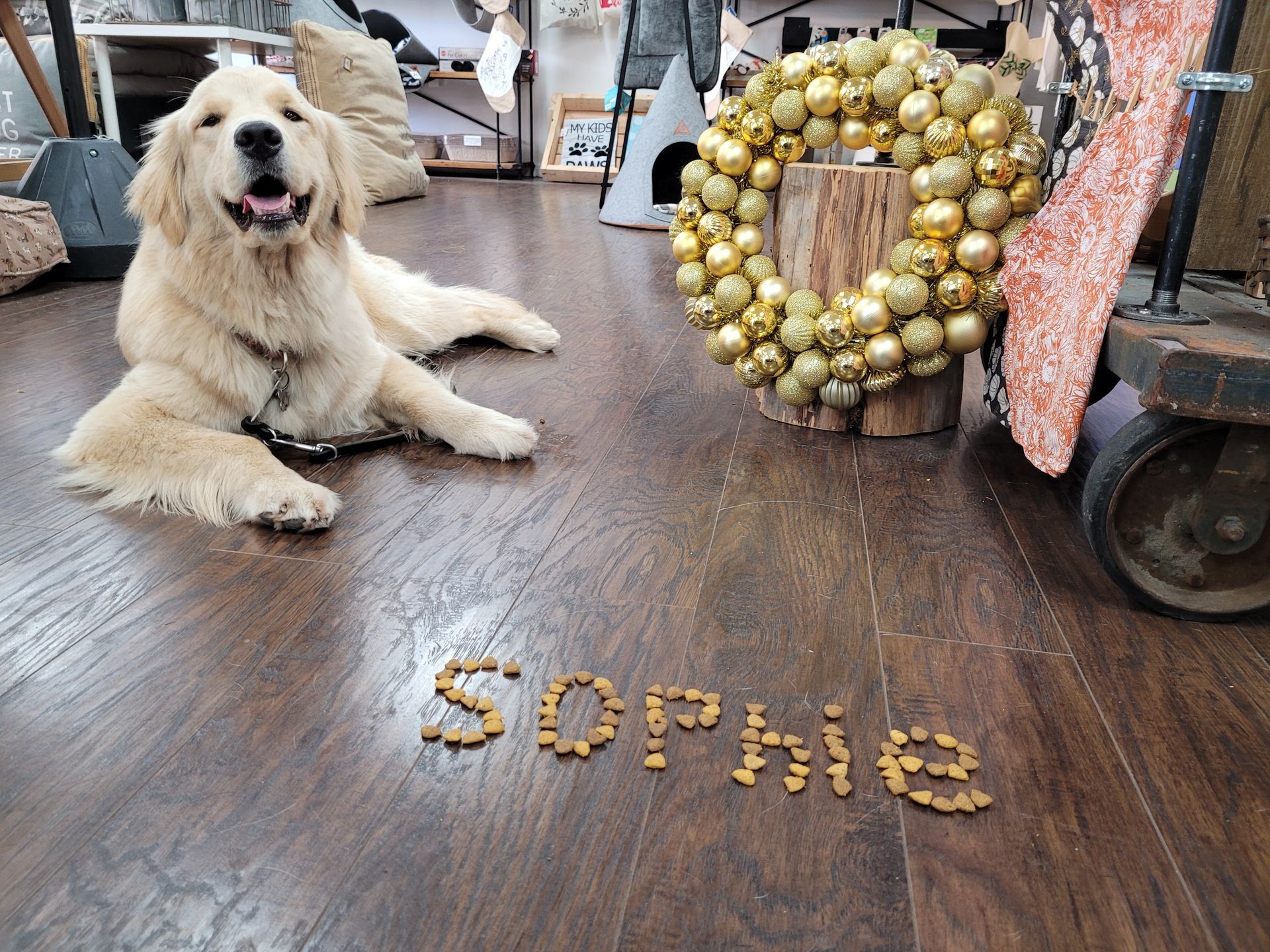 A dog laying on the floor with the name sophie written on the floor