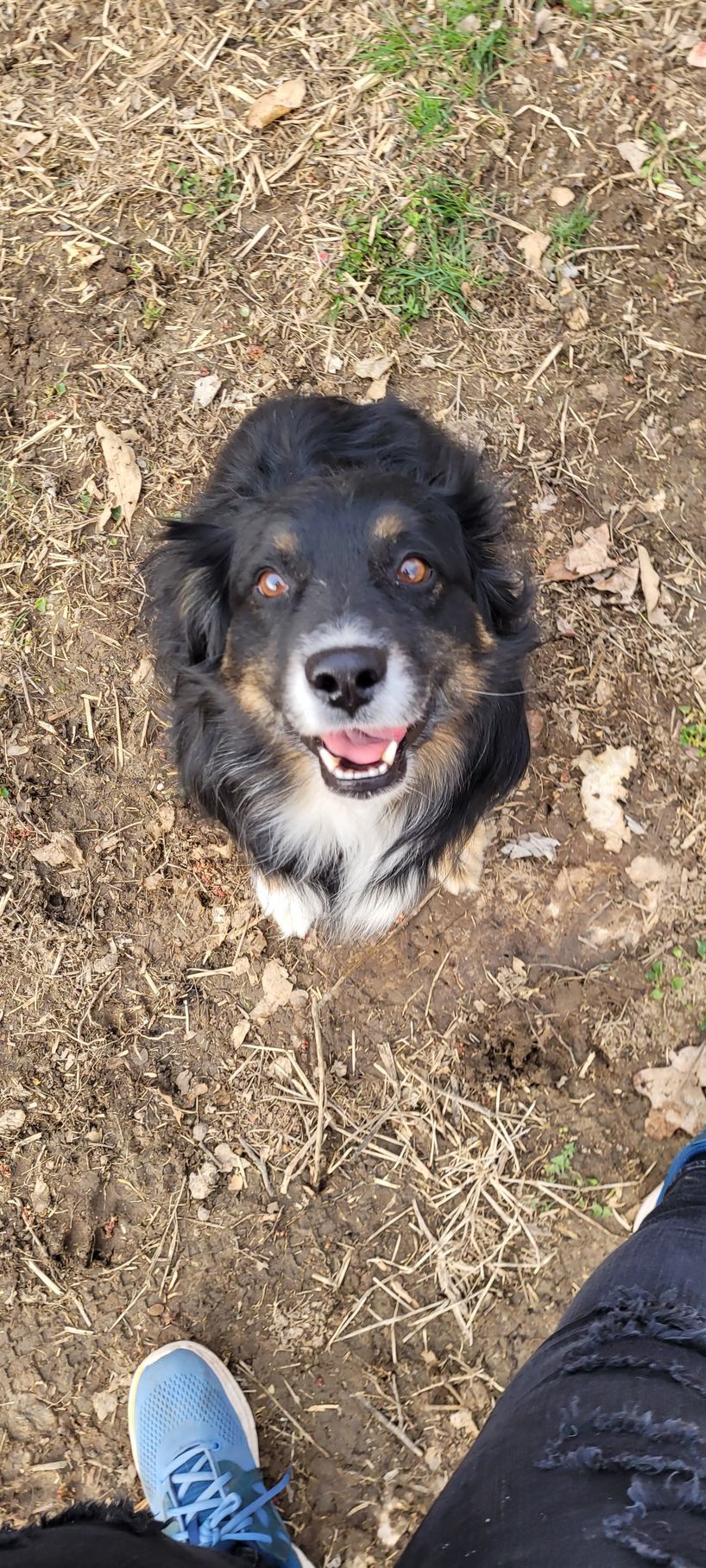A dog is laying on the ground next to a person.