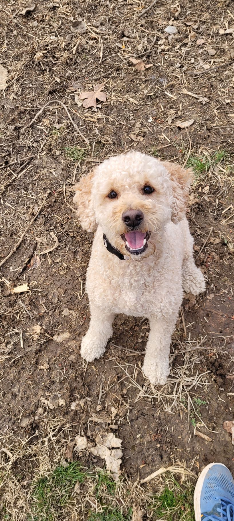 A small white dog is sitting in the dirt next to a person.