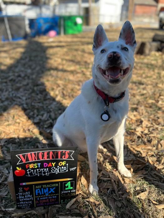 A white dog is sitting next to a sign that says `` first day of puppy school ''.