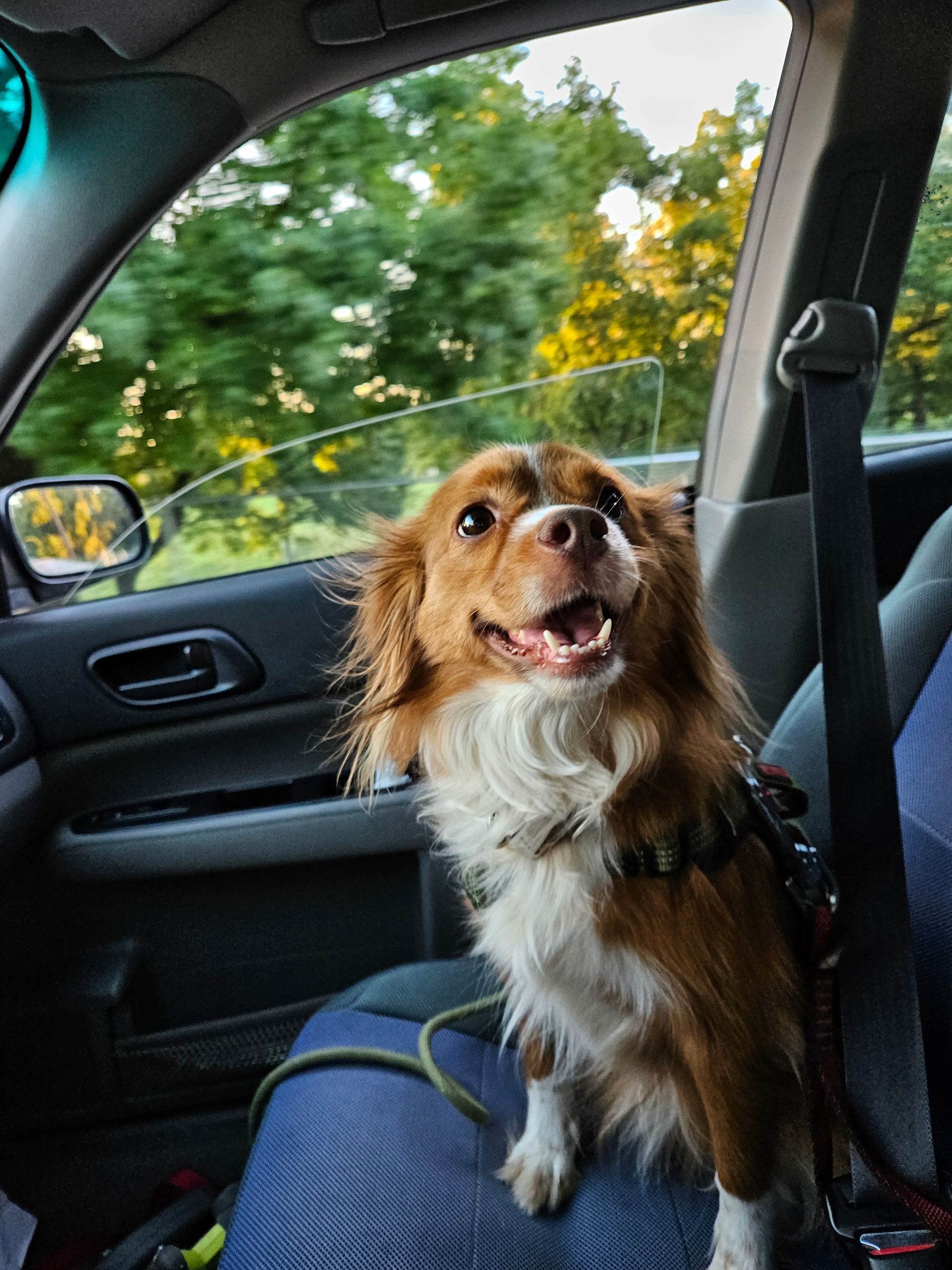 A brown and white dog is sitting in the back seat of a car.