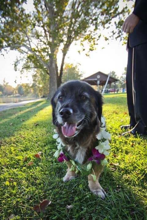 A dog wearing a lei of flowers is standing in the grass.