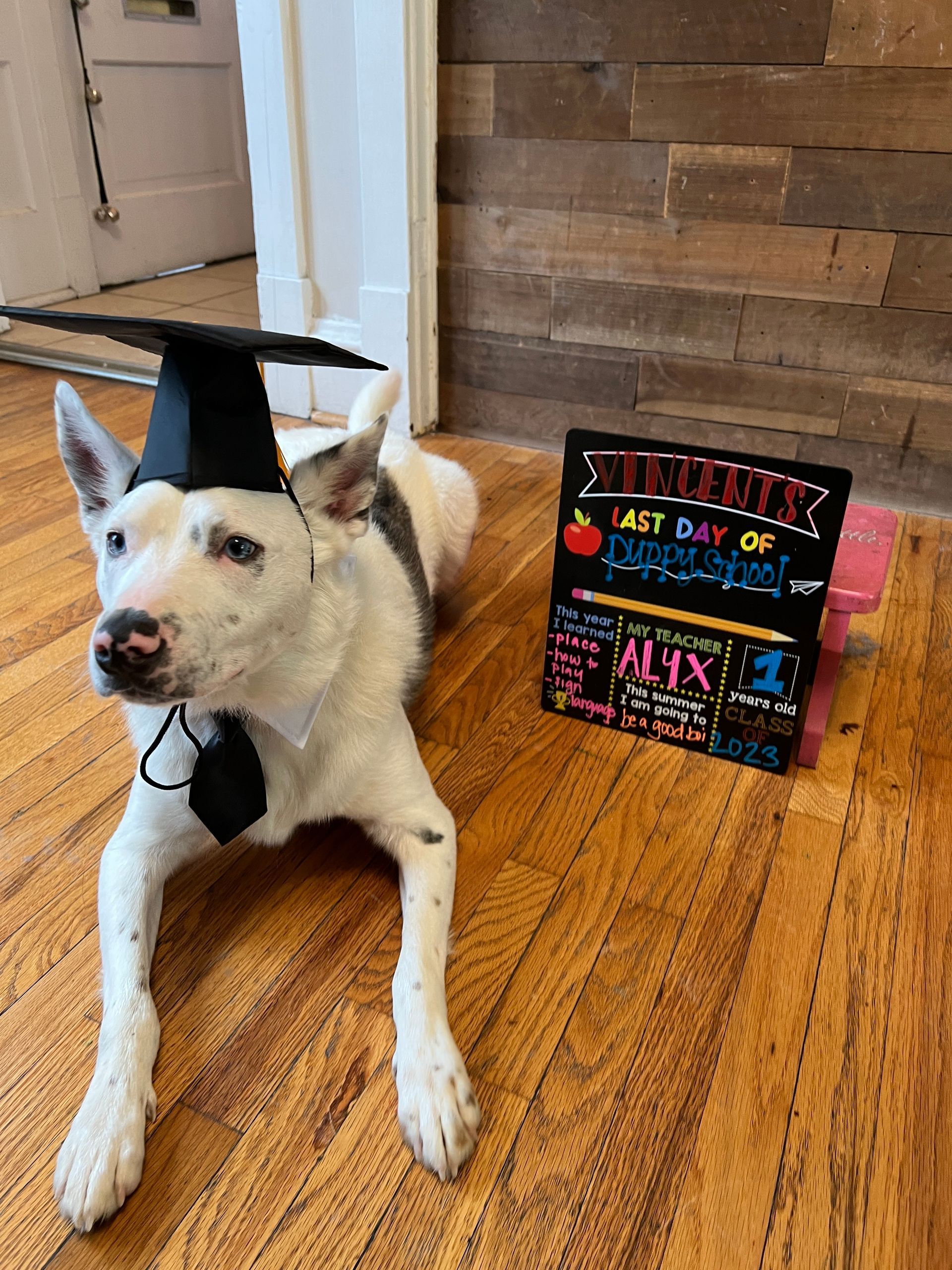 A dog wearing a graduation cap is laying on the floor next to a sign that says last day of school