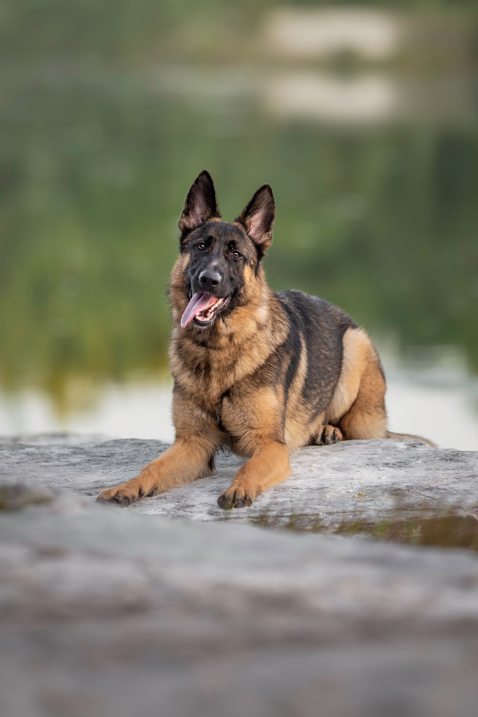 A german shepherd dog is laying on top of a rock.
