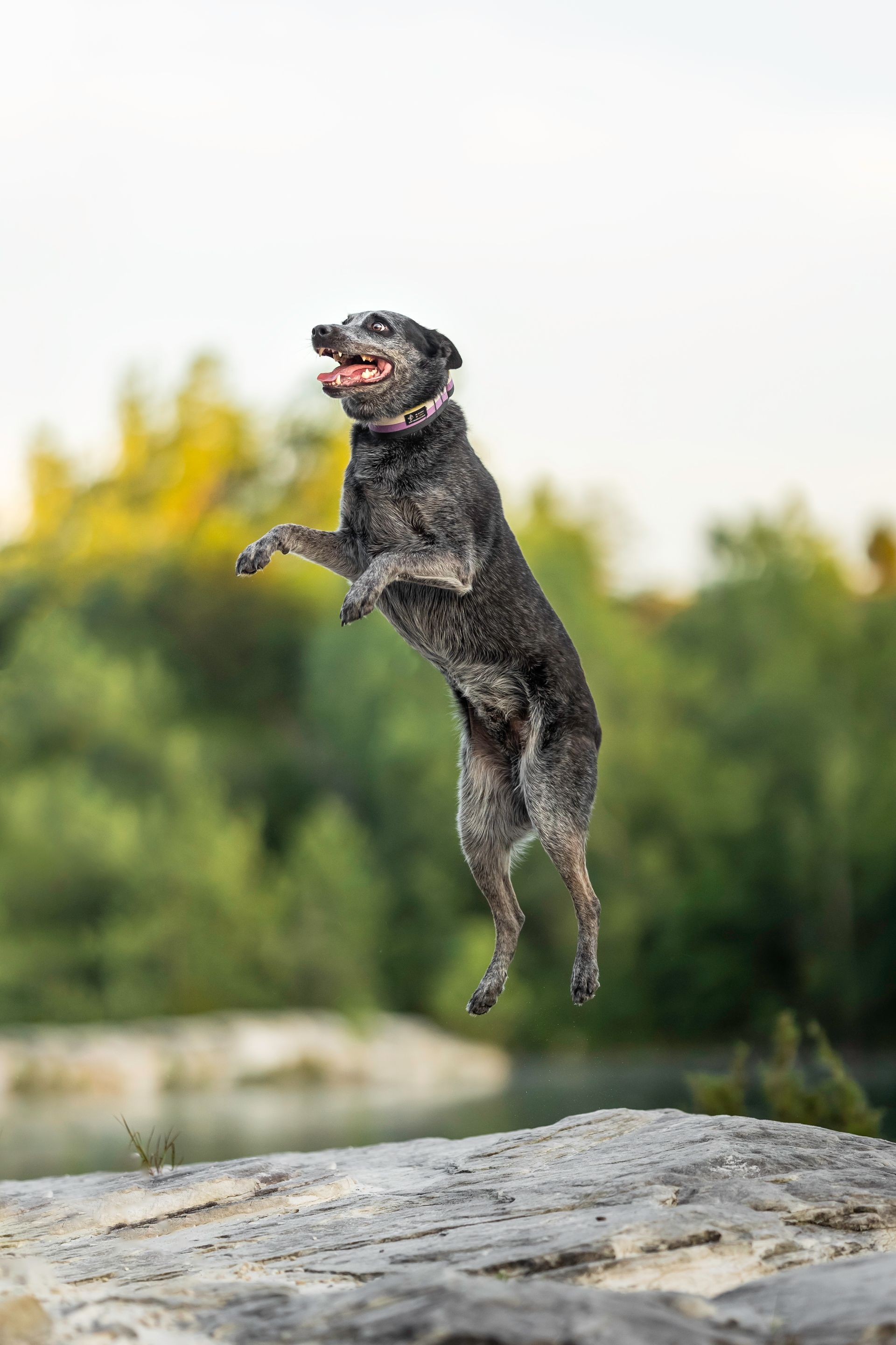 A dog is jumping in the air on its hind legs.
