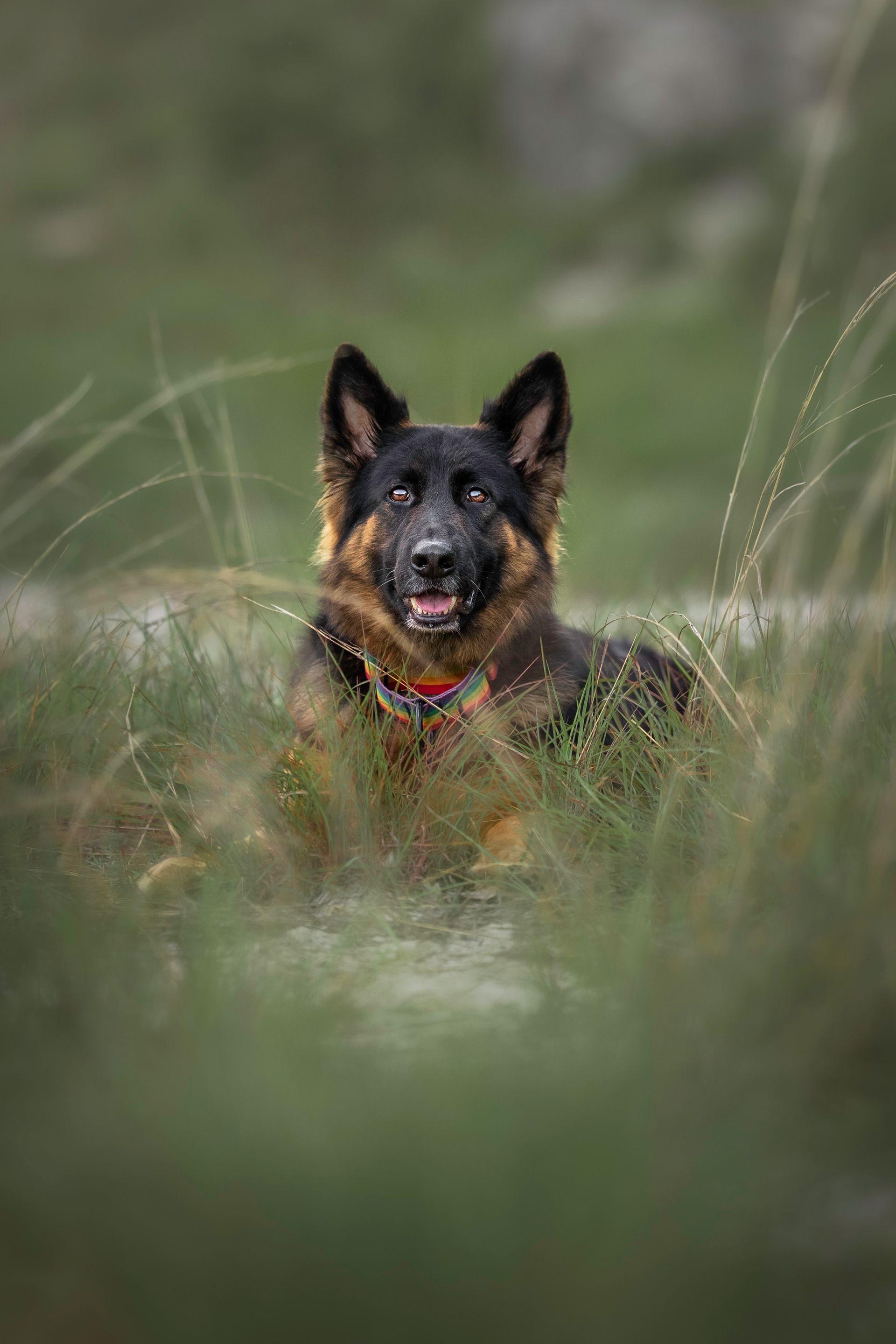 A german shepherd dog is laying in the grass and looking at the camera.