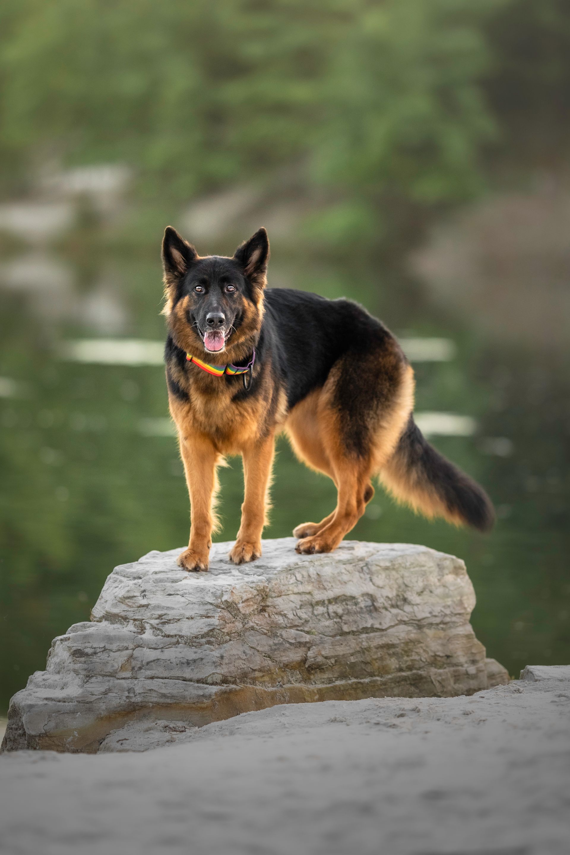 A german shepherd dog is standing on top of a large rock.