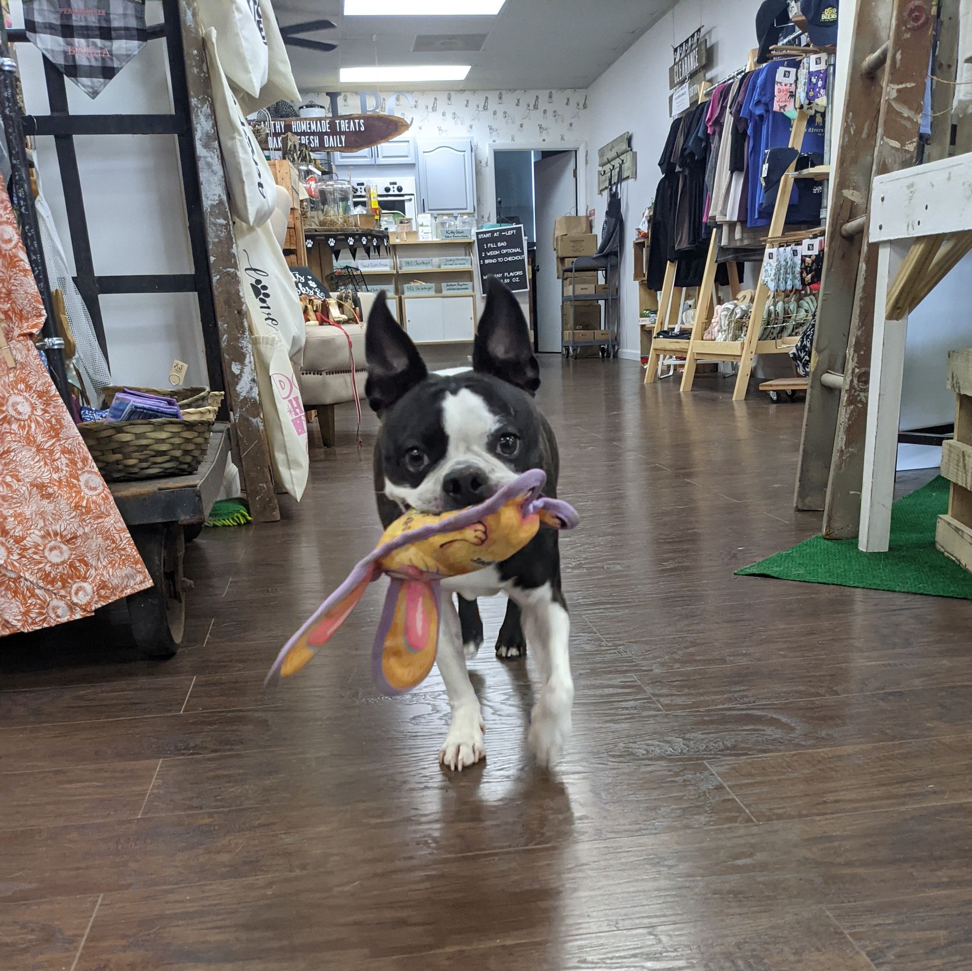 A black and white dog is holding a toy in its mouth