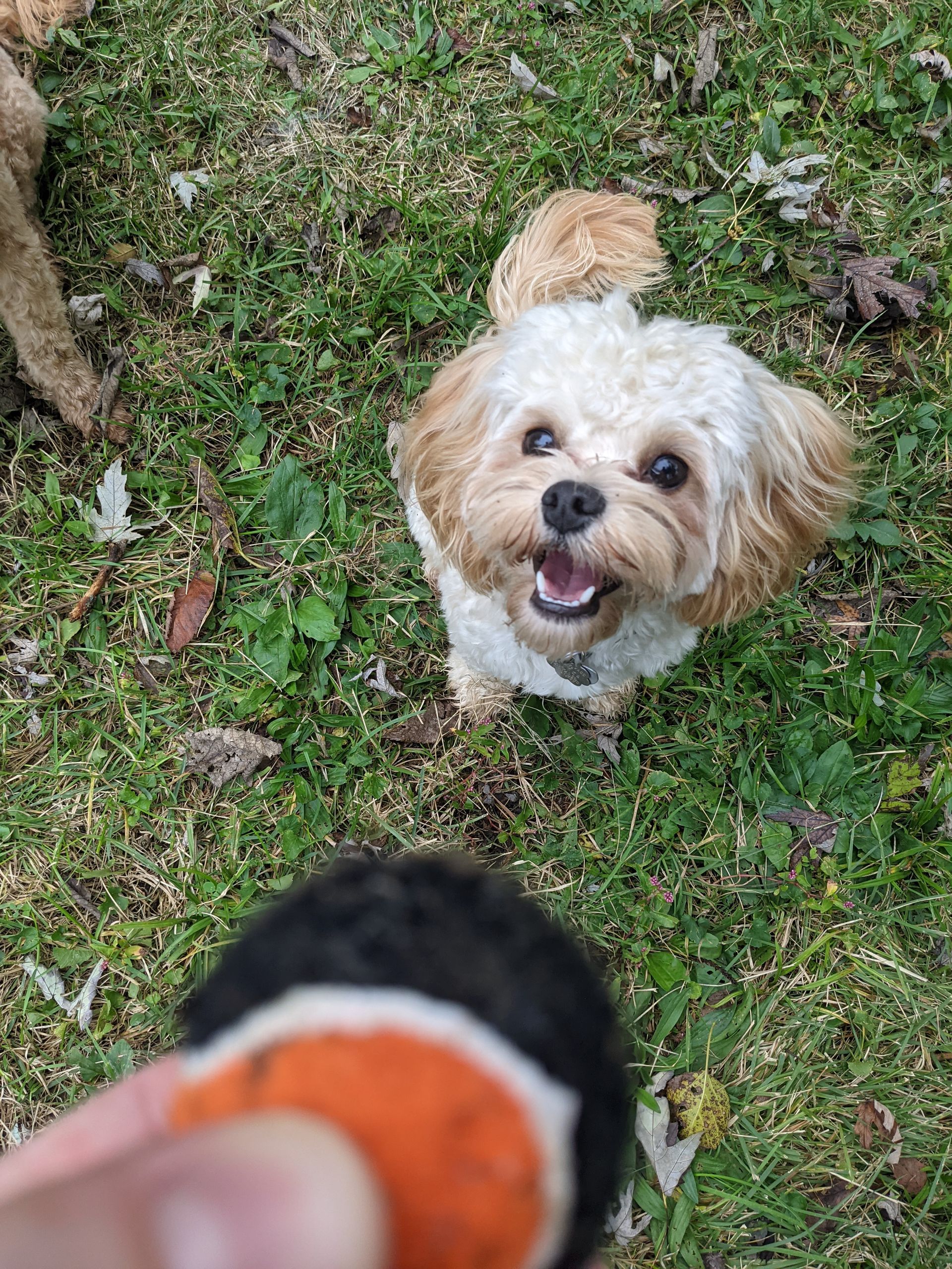 A small dog is looking up at a person holding a toy in the grass.