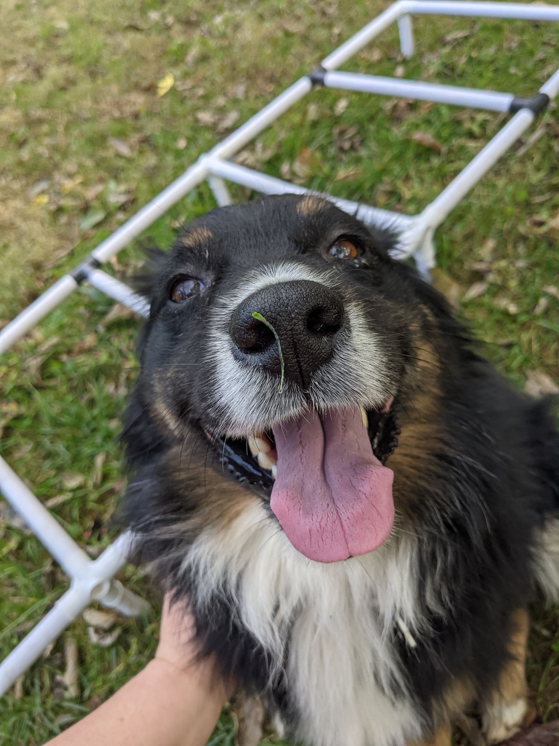 A black and white dog with its tongue hanging out is being held by a person.