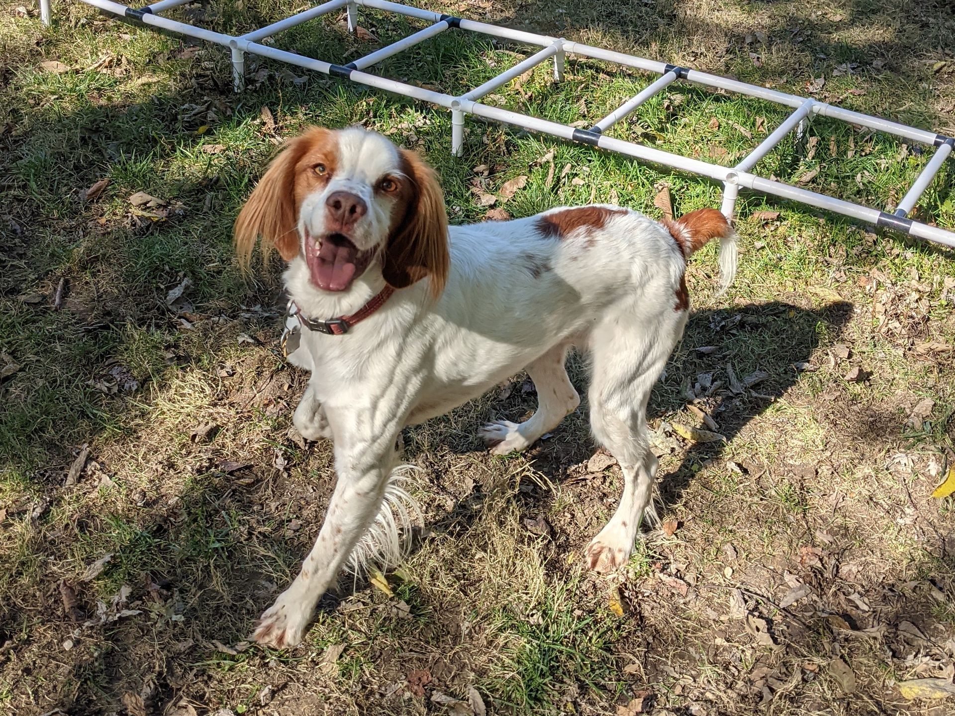 A brown and white dog is standing in the grass next to a ladder.