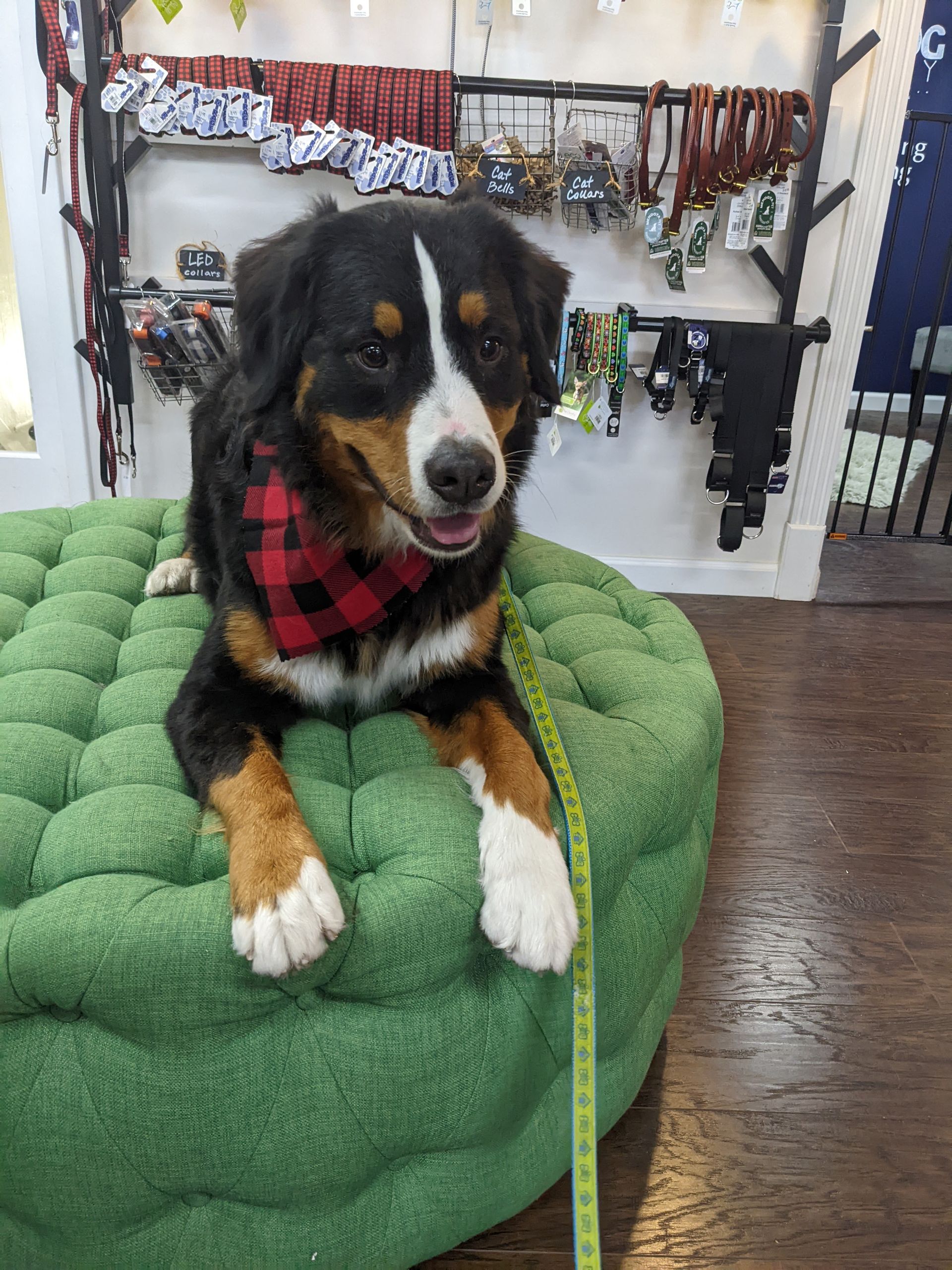 A dog is laying on a green ottoman with a measuring tape around its neck.